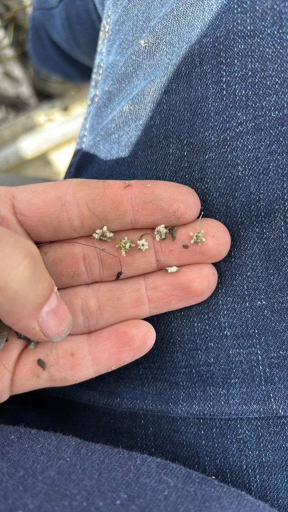 Starry Stonewort in Wisconsin Lakes: What It Is, Why It Matters, How to Identify It, and How We Respond