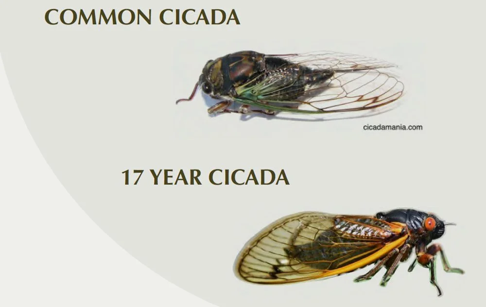 Cicada Insect Infographic A Few Fun Facts about Cicadas... — Protect Lake Beulah - PLB