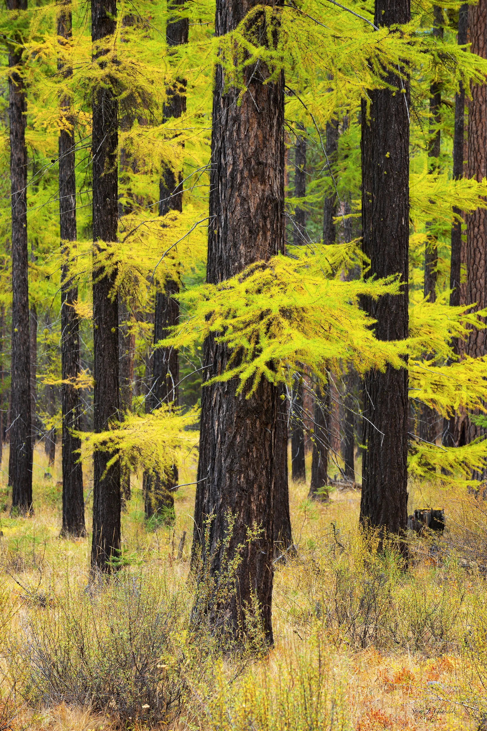Metolius Larch Conifer 1810265NWND8