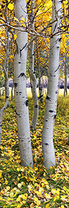 Vertical unframed print