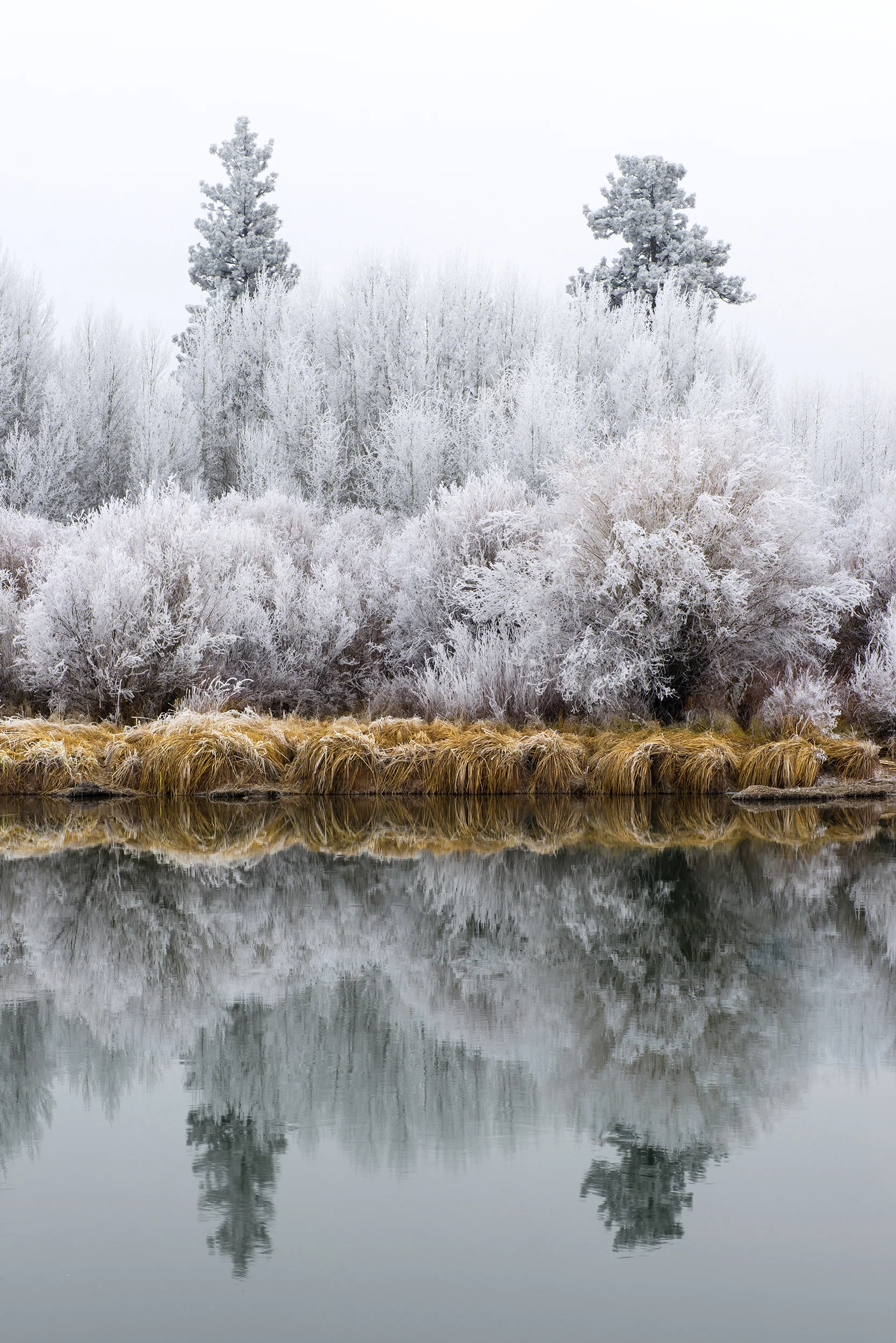 Ryan_Ranch_Meadow_Frost_1810040CND8_sqsp.jpg