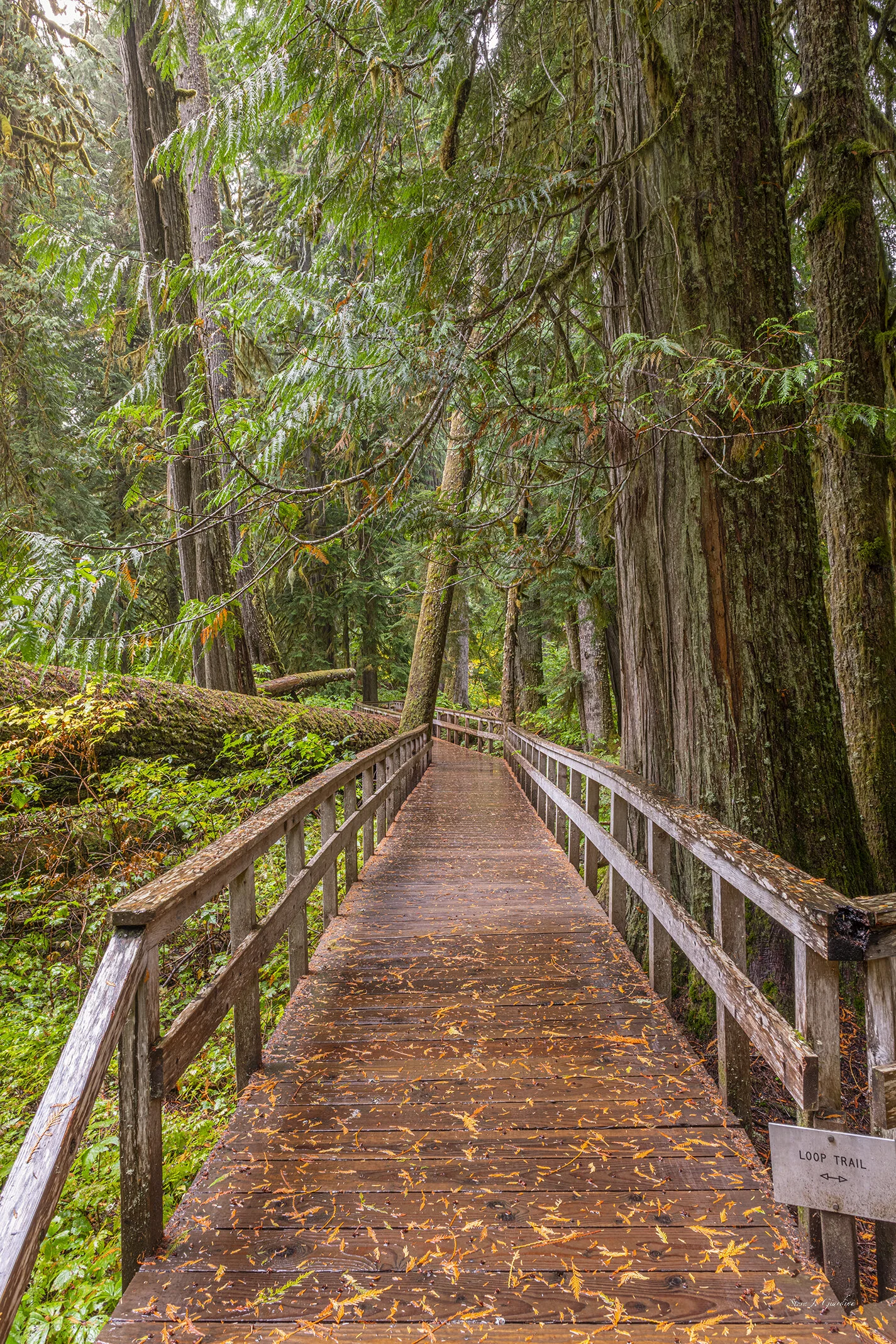 Grove of the Patriarchs Boardwalk 191051NWND850