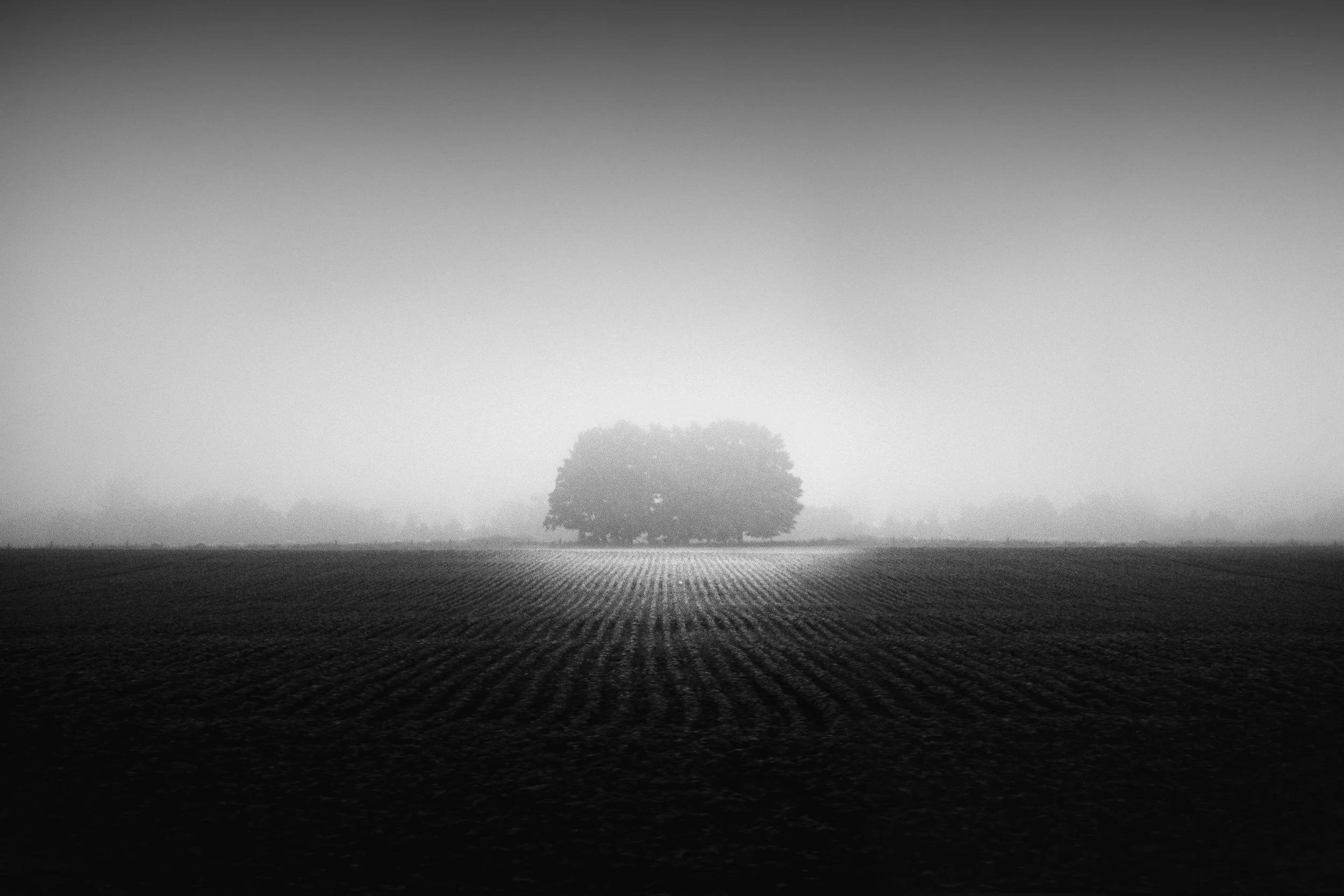 Black and white tree in field.jpg