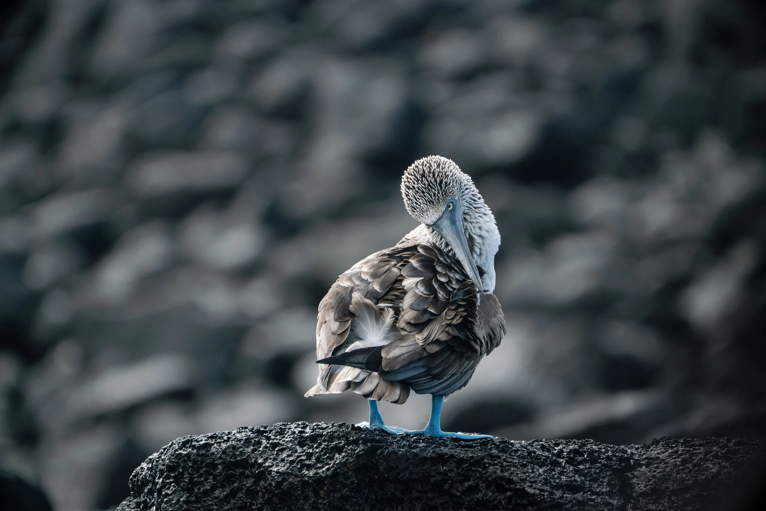 blue footed boobie_1.jpg