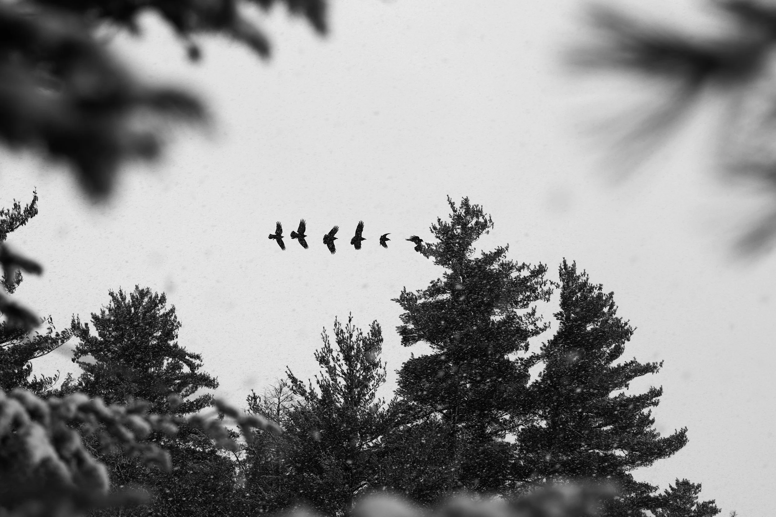 raven landing phases_1.jpg