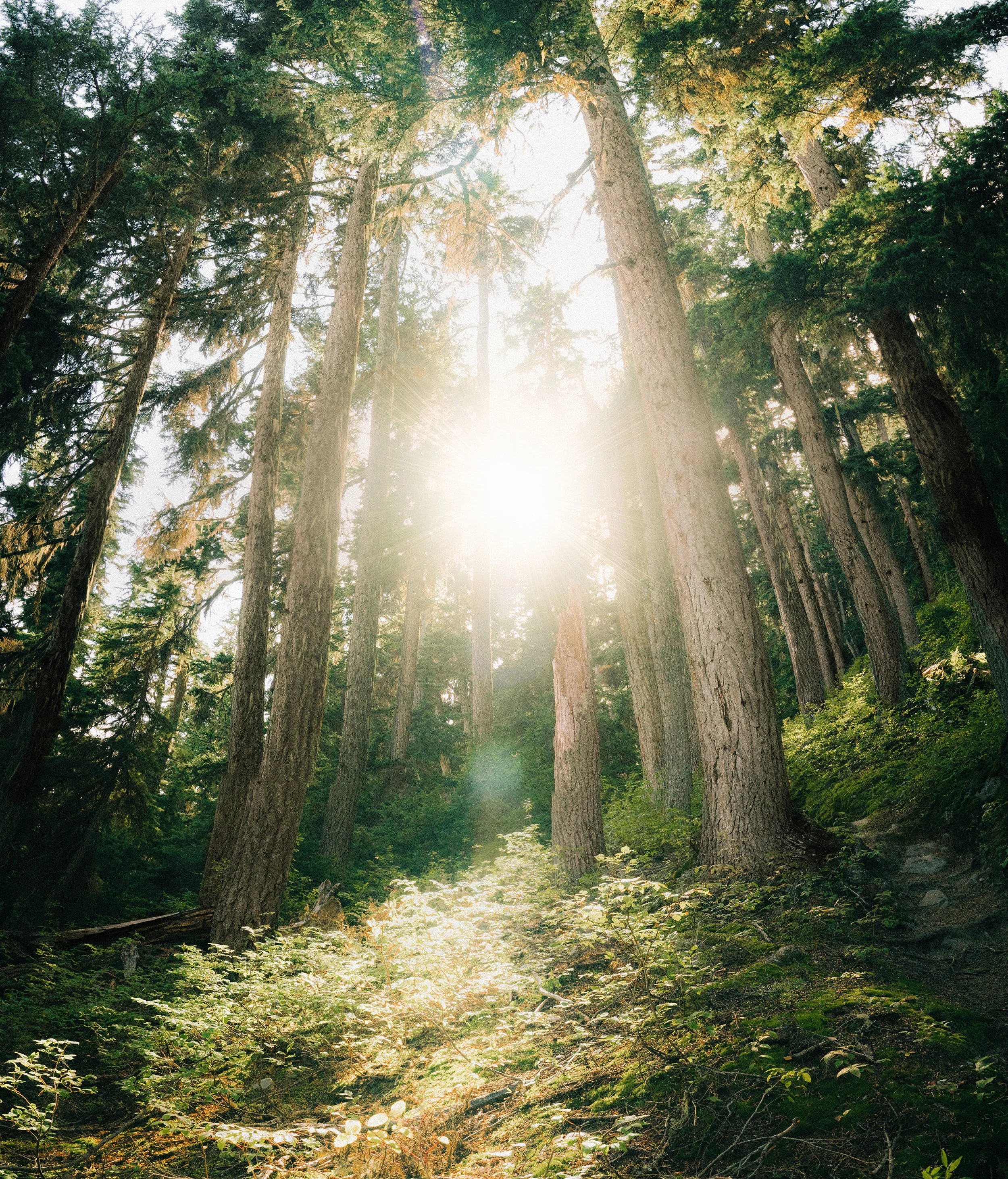 land of giants_2.jpg