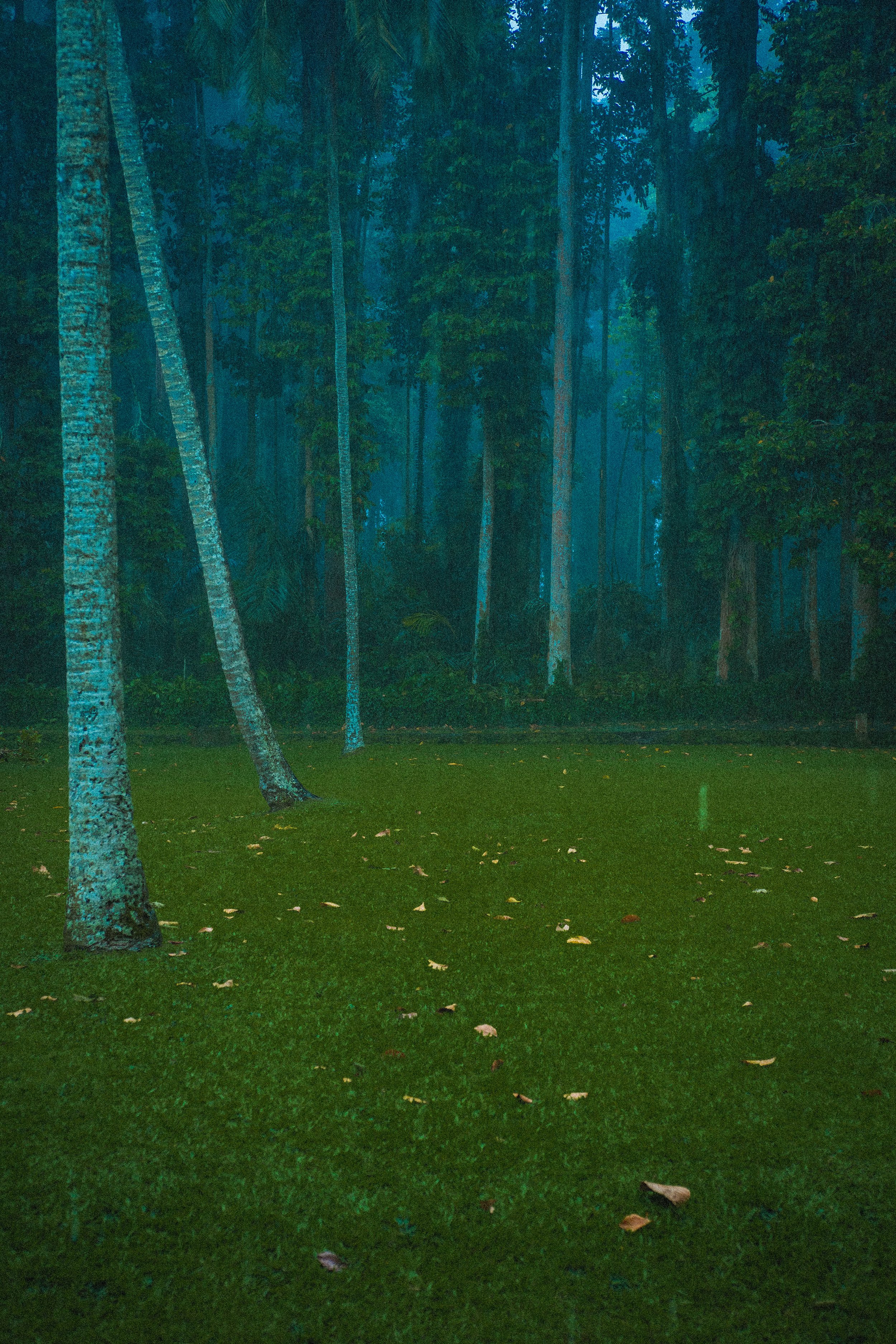 monkey forest in the rain_1.jpg