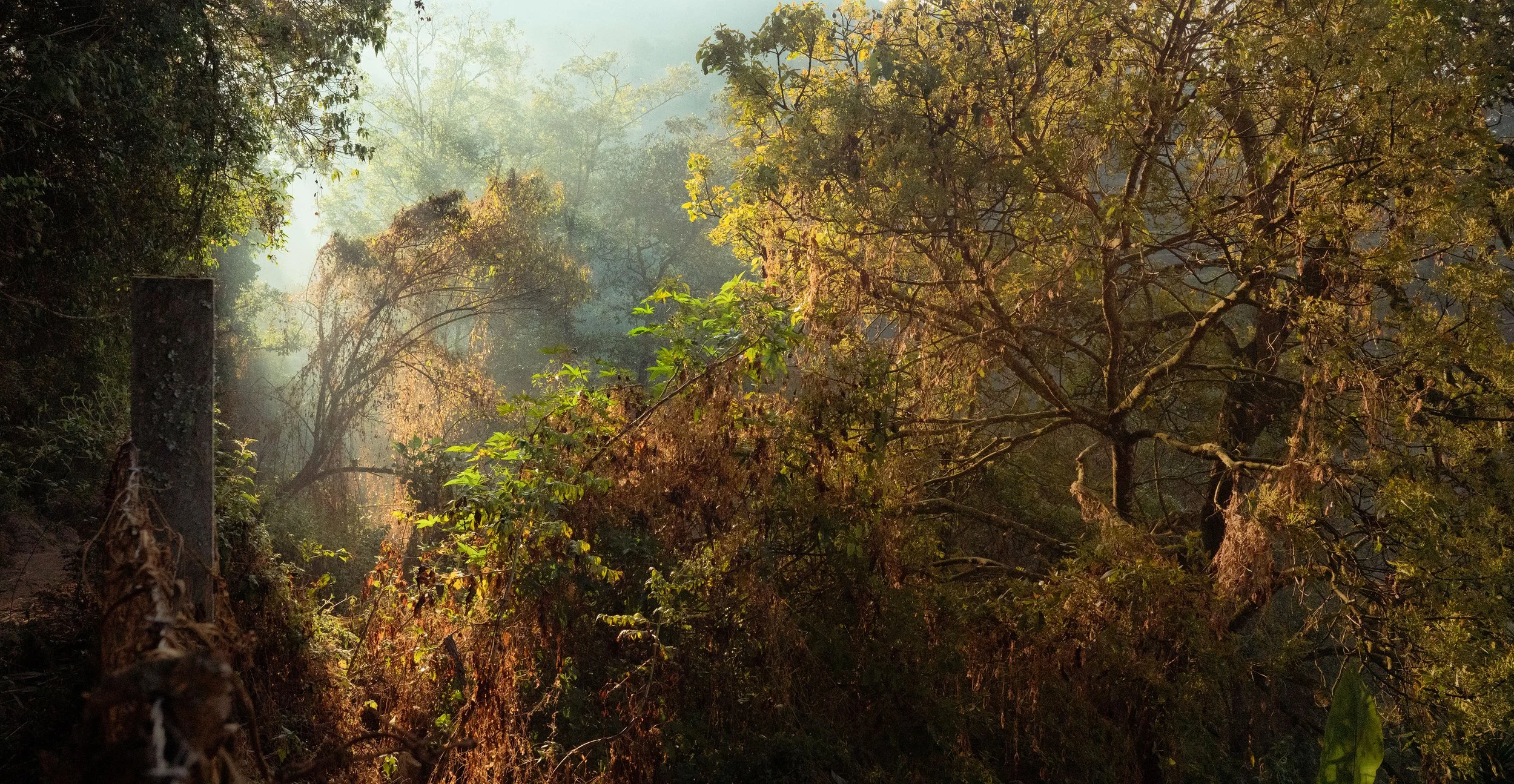 painterly forest_1.jpg