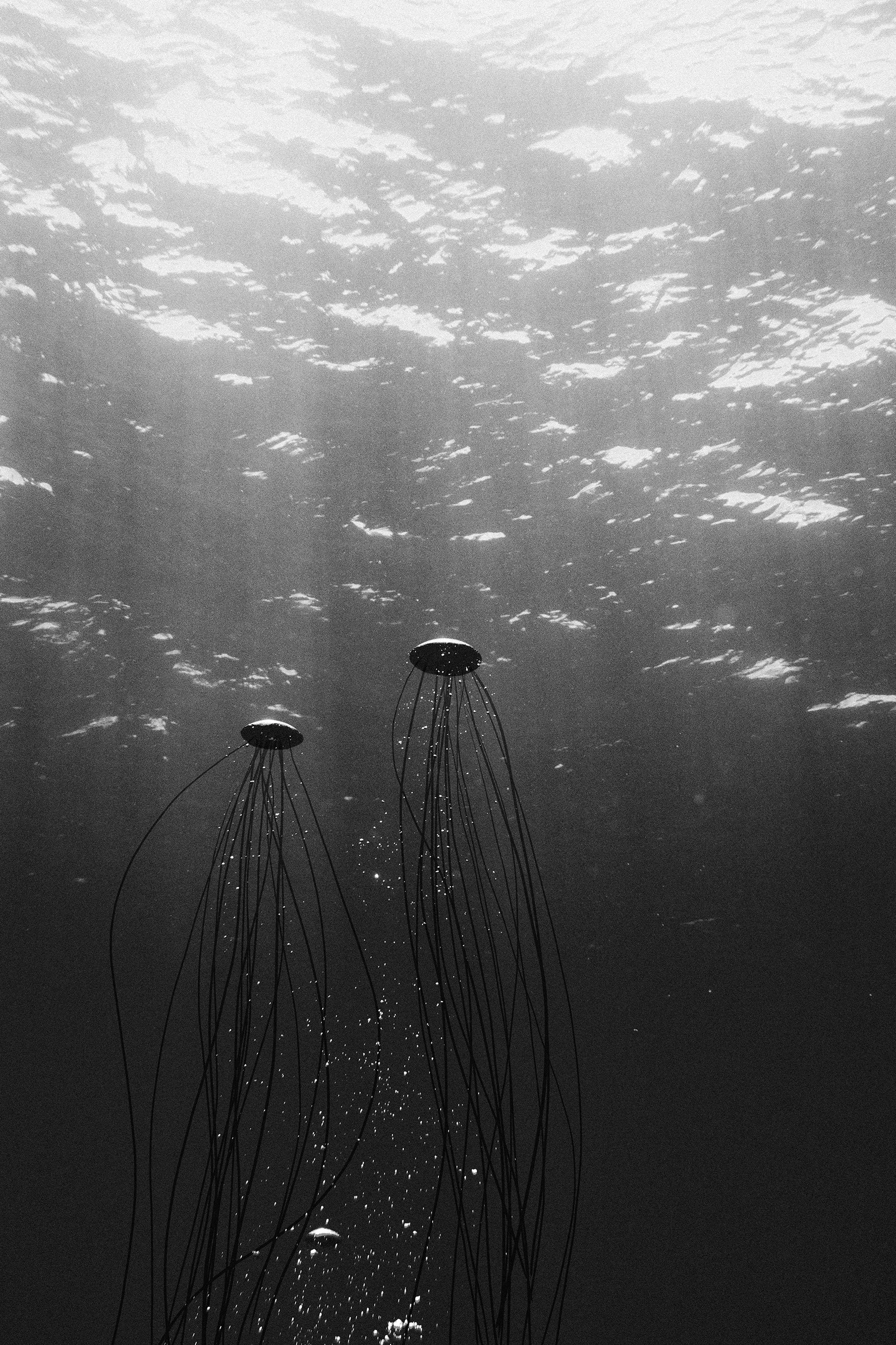 bubble jellyfish_1.jpg