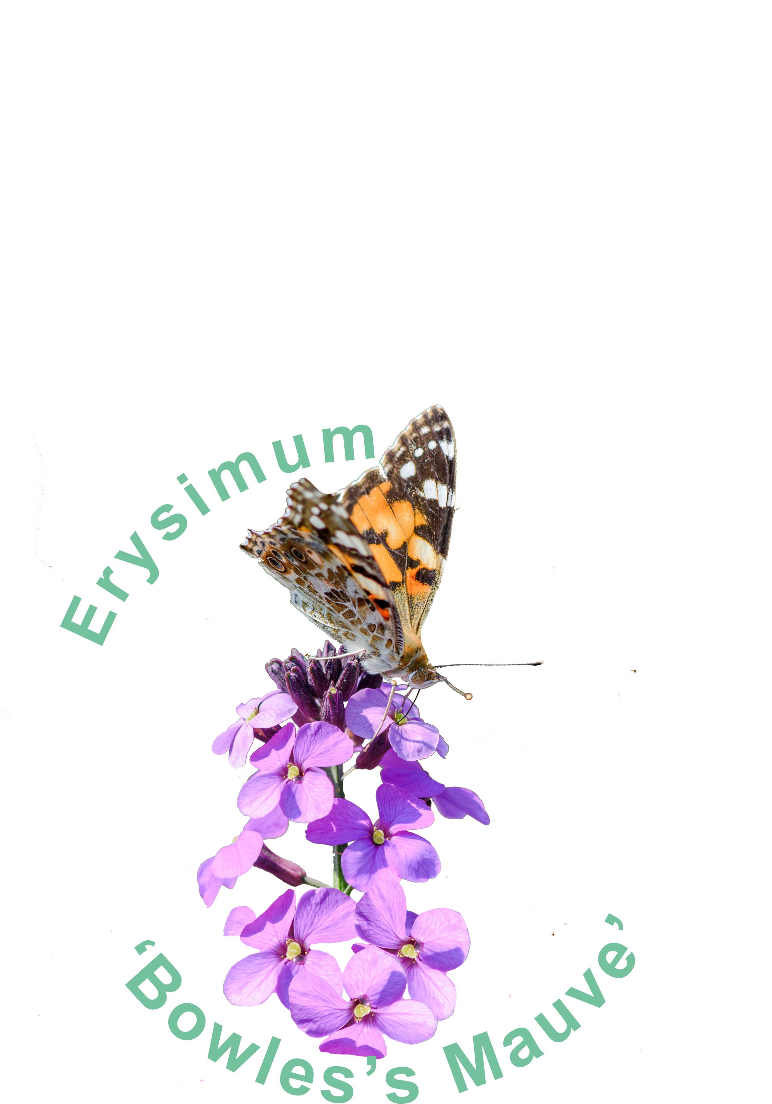 erysieum.png