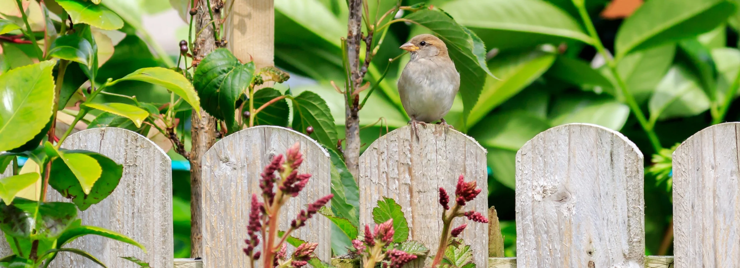 bird+feeder.jpg