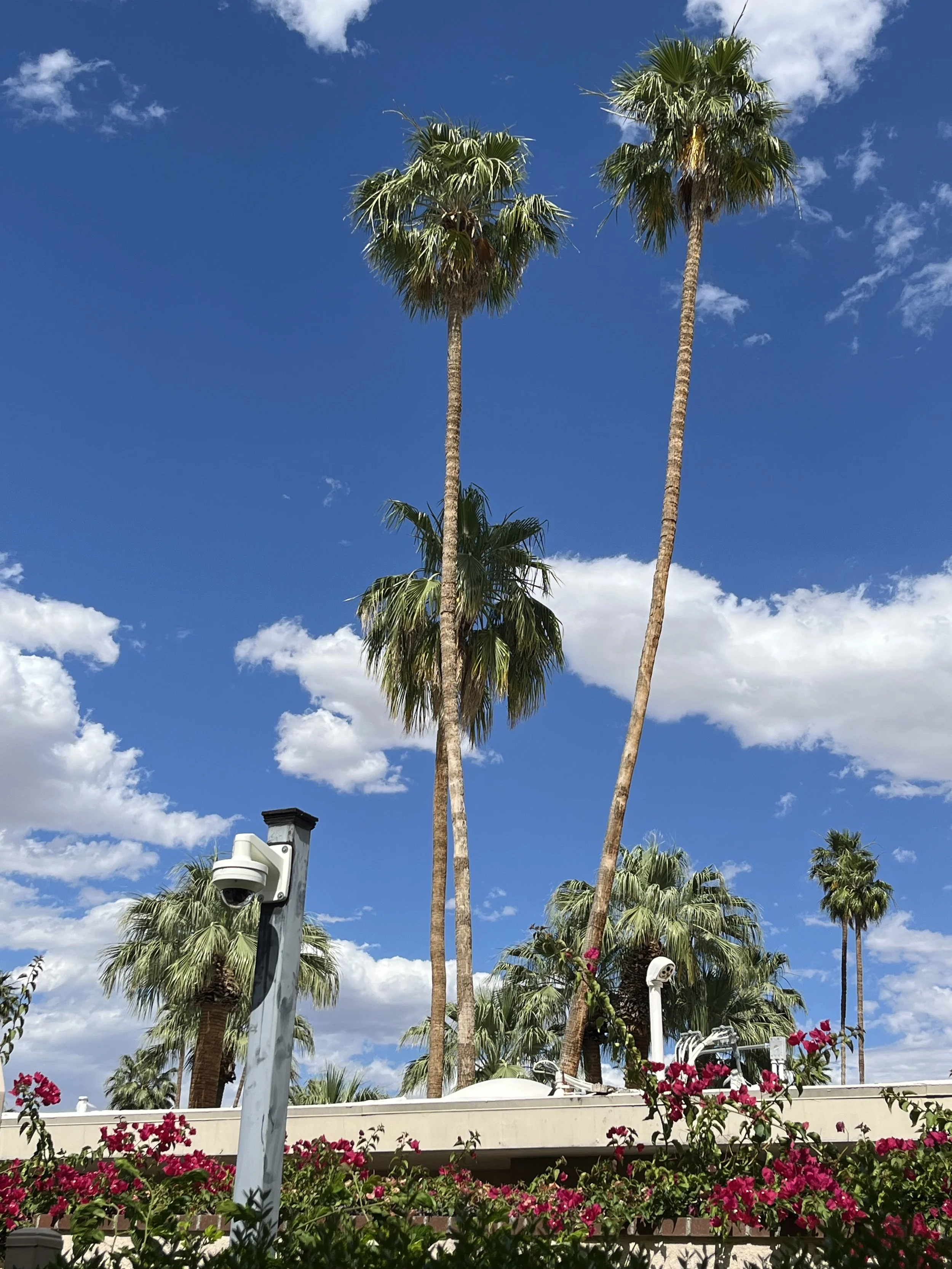 Surf Desert