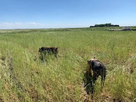 Resources Holy Cow Beef