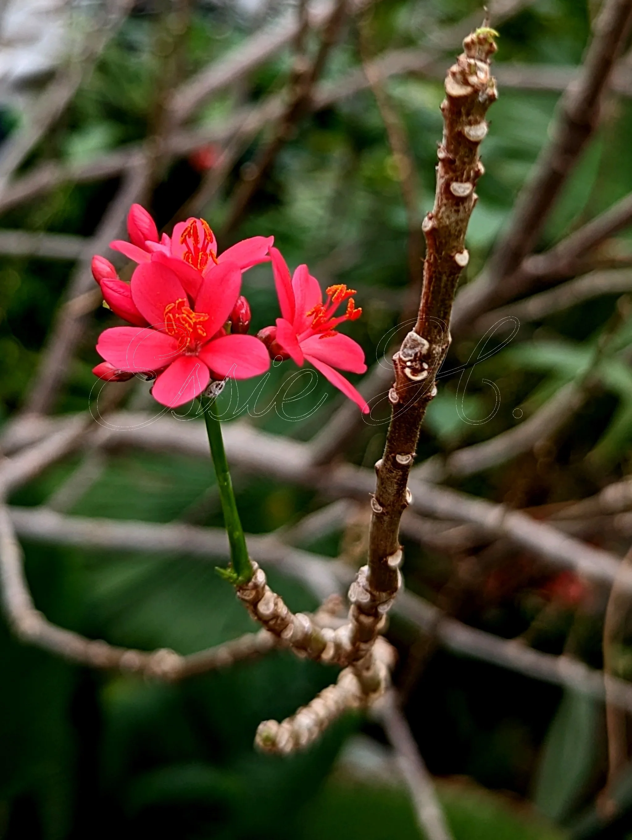 jatropha integerrima sq sp.jpg