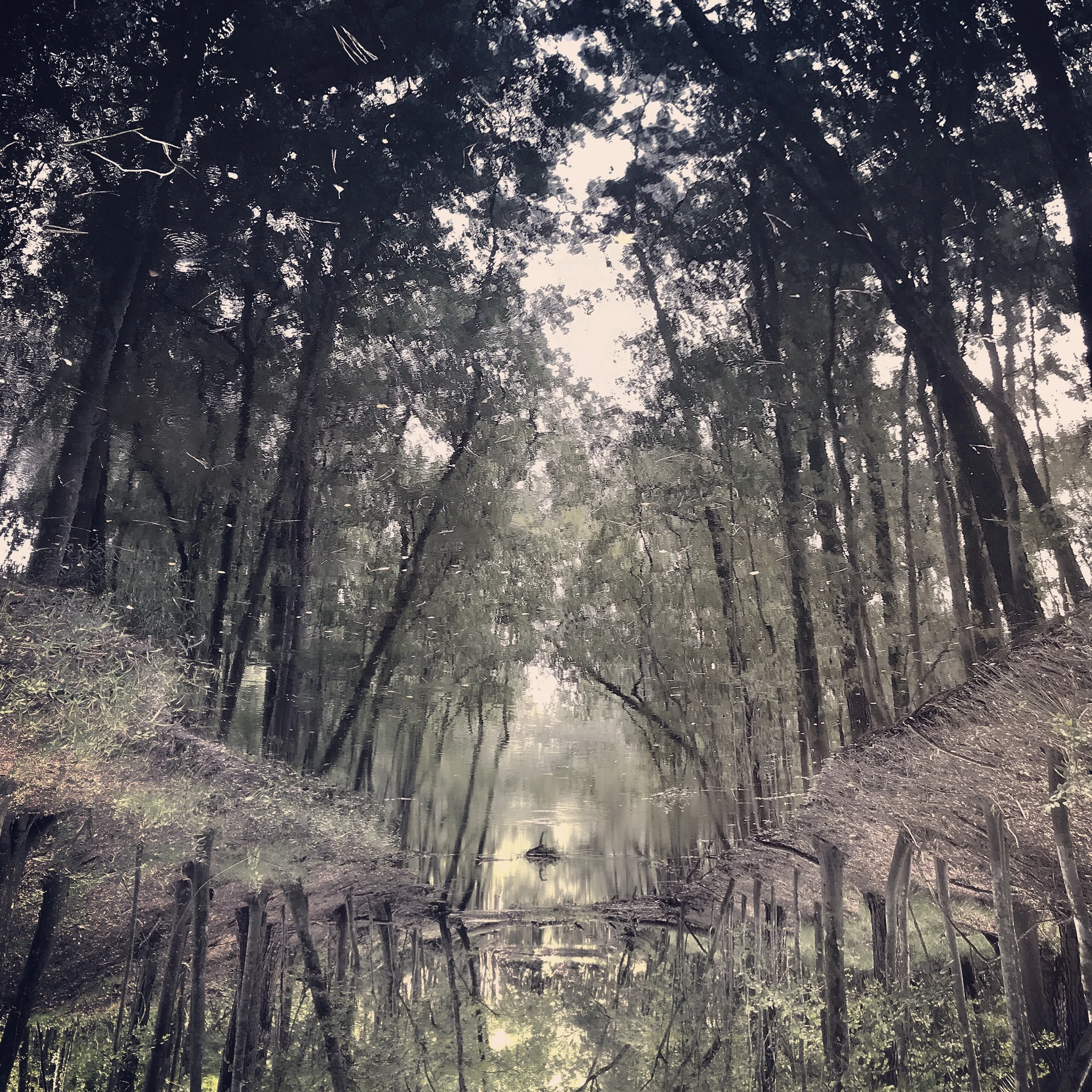 to plant a forest