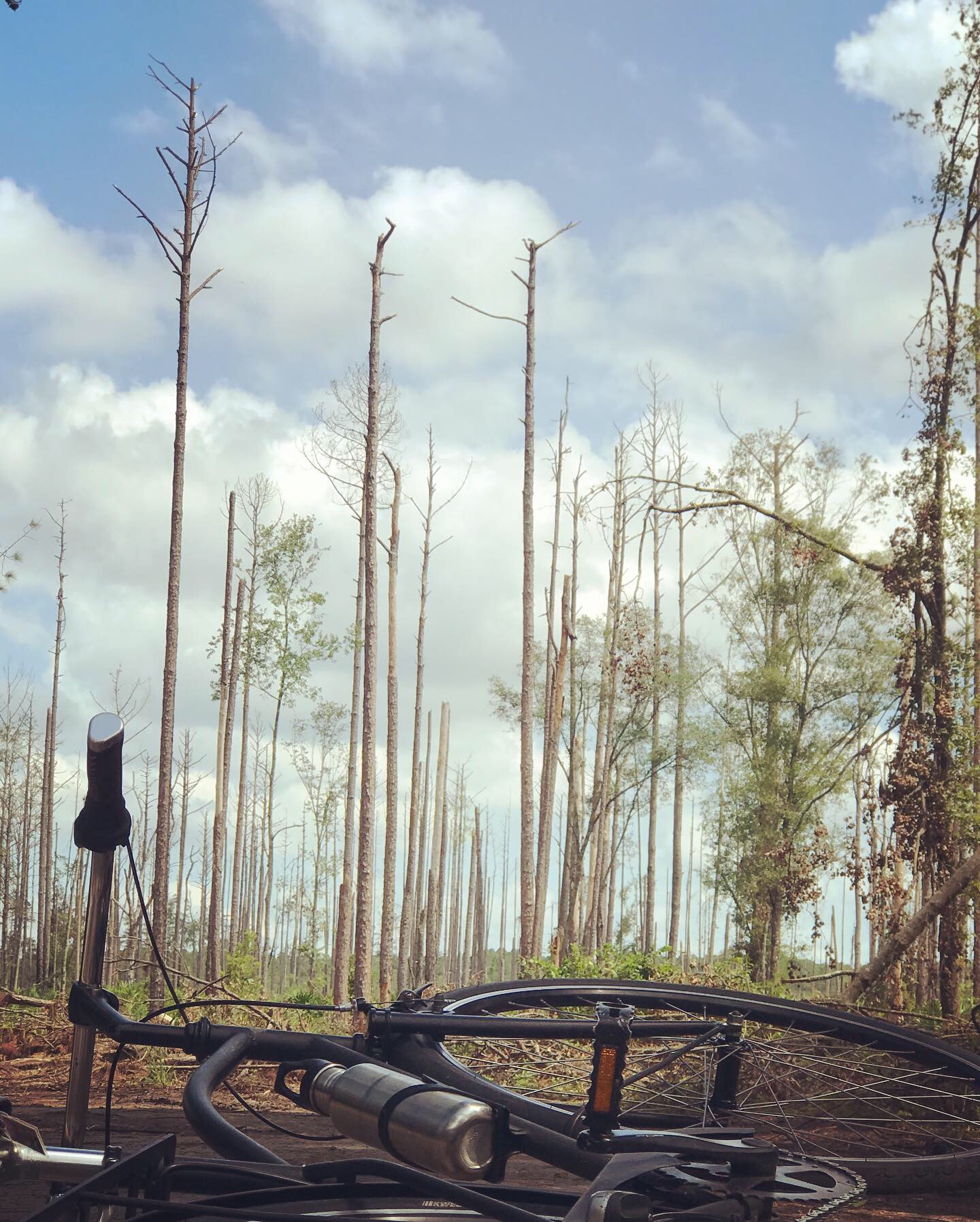 a thing for trees