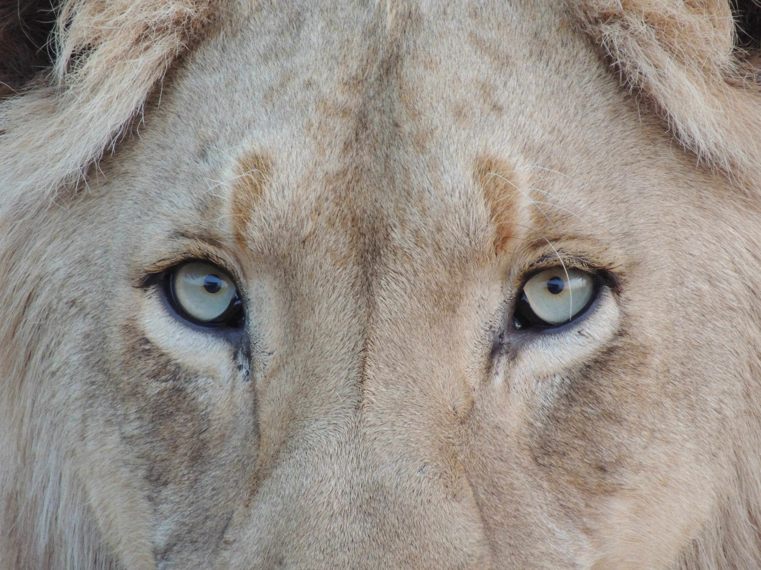 Feeding the Social Media Beast