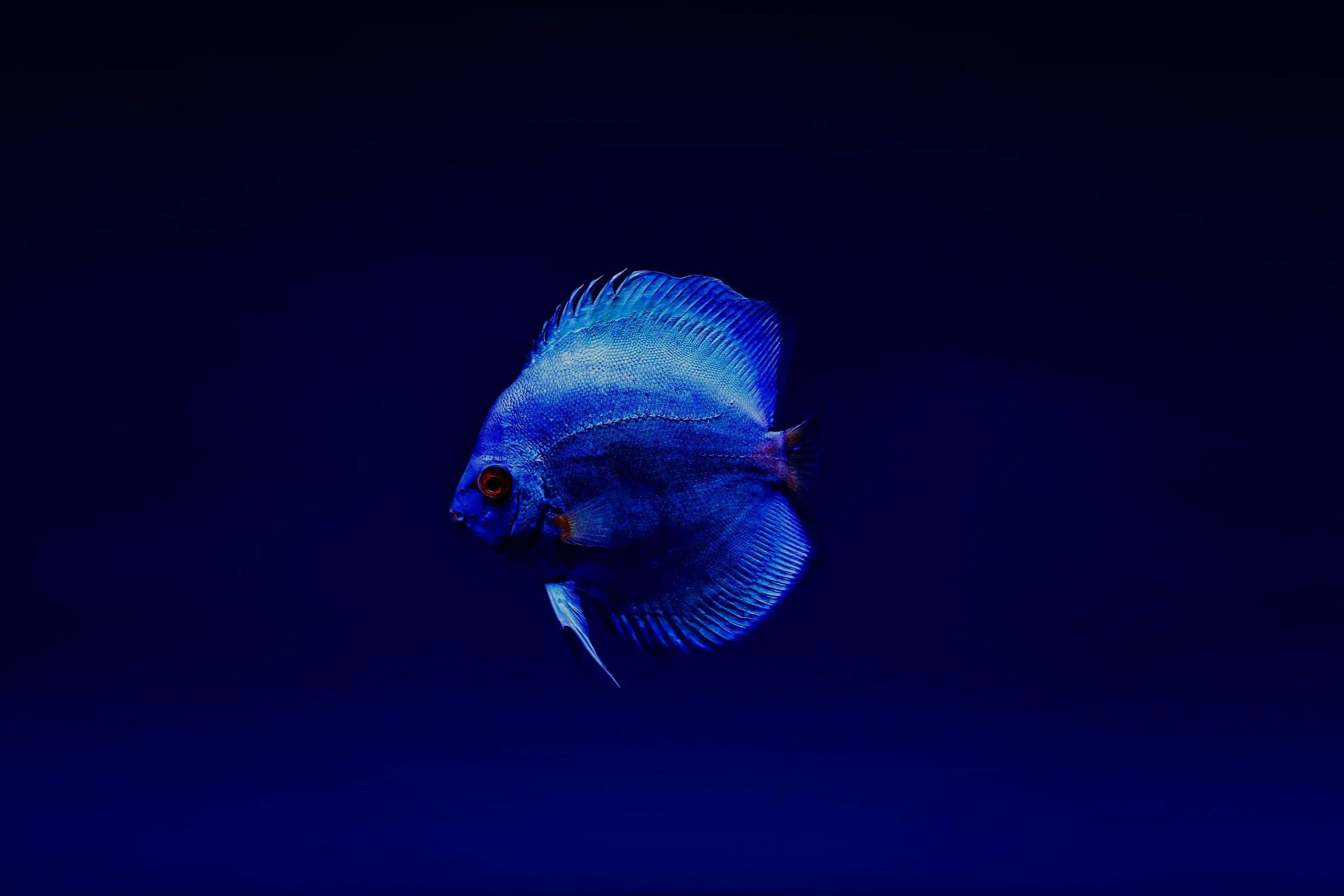 animal-aquatic-aquatic-animal-2156311.jpg