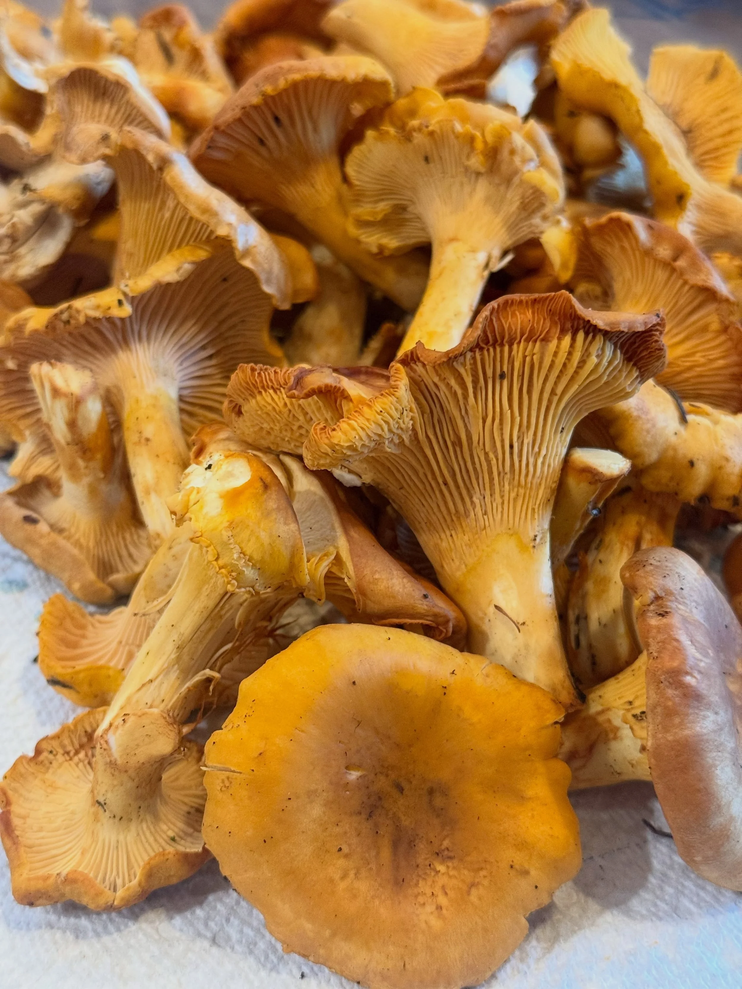 One of my favorite things about fall is that it turns a hike in the woods into a treasure hunt. 🍄&zwj;🟫

Last weekend we headed out to enjoy some time outdoors and came home with nearly 2 pounds of chanterelles!

There&rsquo;s something especially 