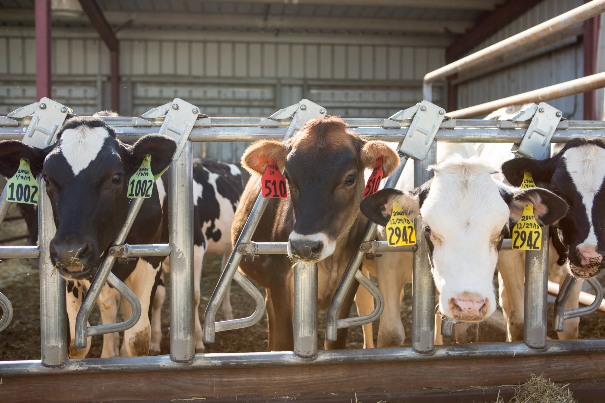 Biopryn Herd Health Diagnostics Biopryn – GHUZ