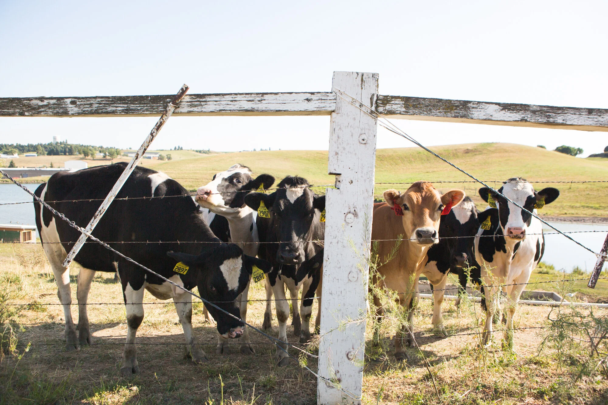 Biopryn SERVICES - BioPRYN Cattle Elisa — HERD HEALTH DIAGNOSTICS