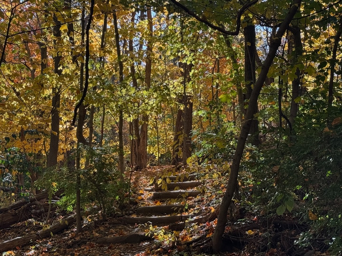 Enjoy some of these fall pictures from Beechview&rsquo;s Seldom Seen forest located between Beechview and Saw Mill Run Boulevard at the bottom of Mt Washington.

Where is your favorite spot to view the fall leaves? 

Message us or email us some of yo