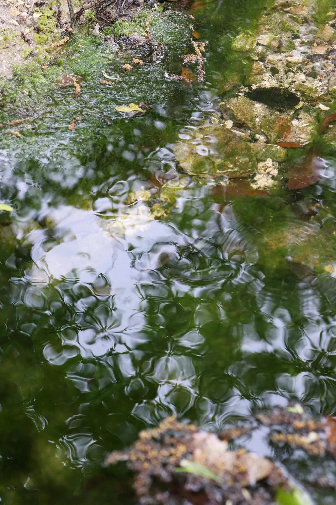 IMG_2057.jpeg