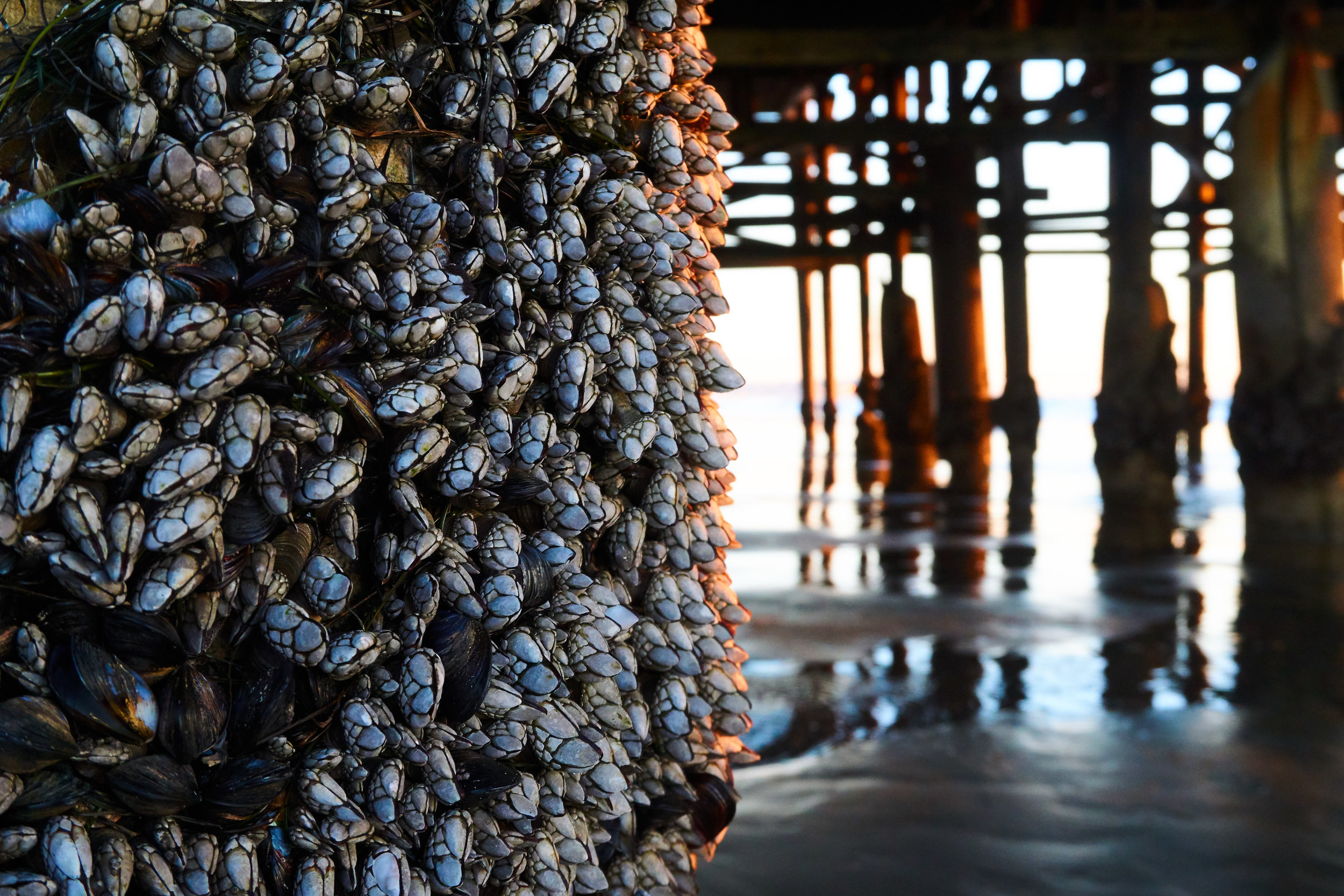 Barnacles at Sunset, Oceanside Pier, California