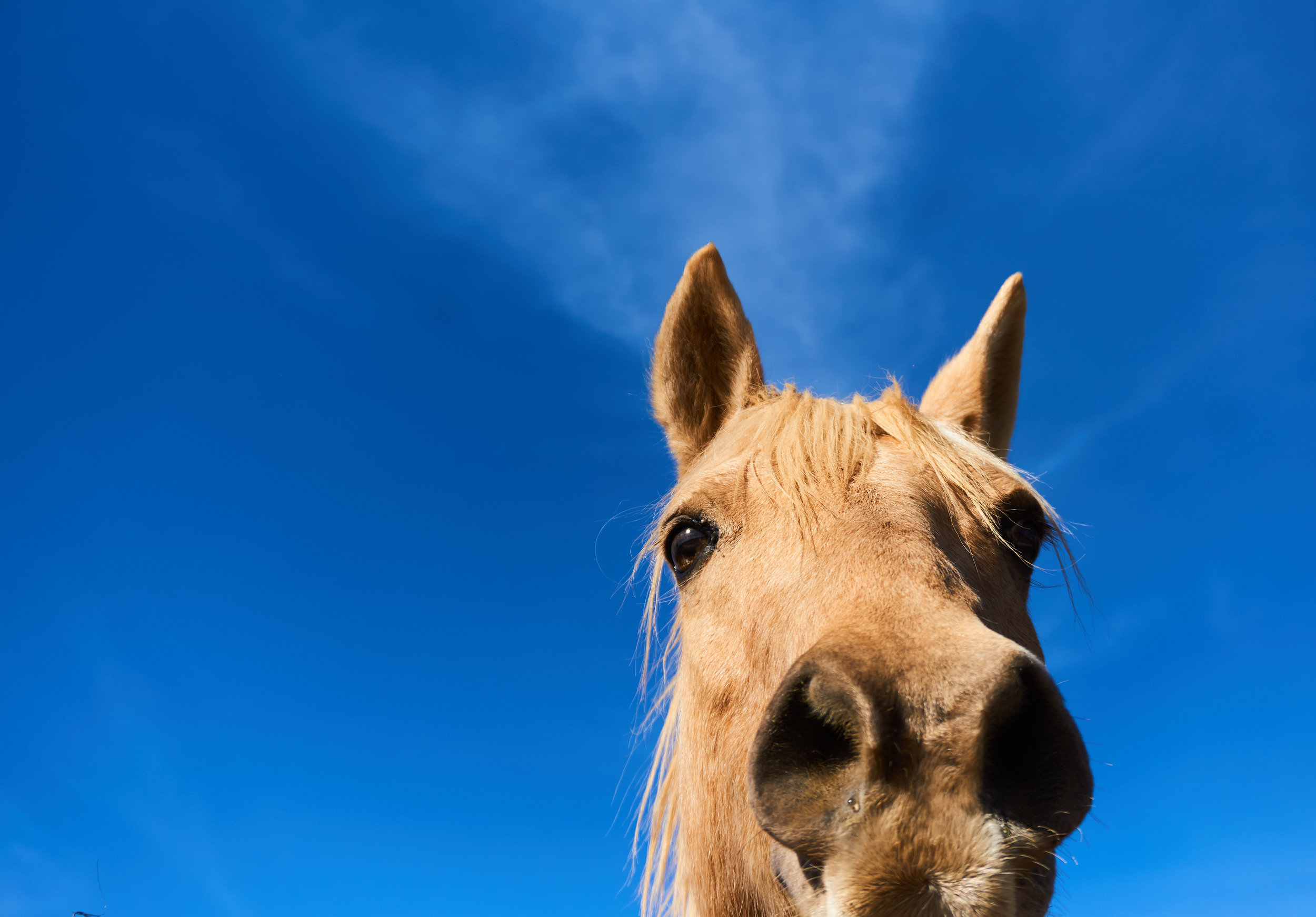 Friendly Horse, San Marcos, California
