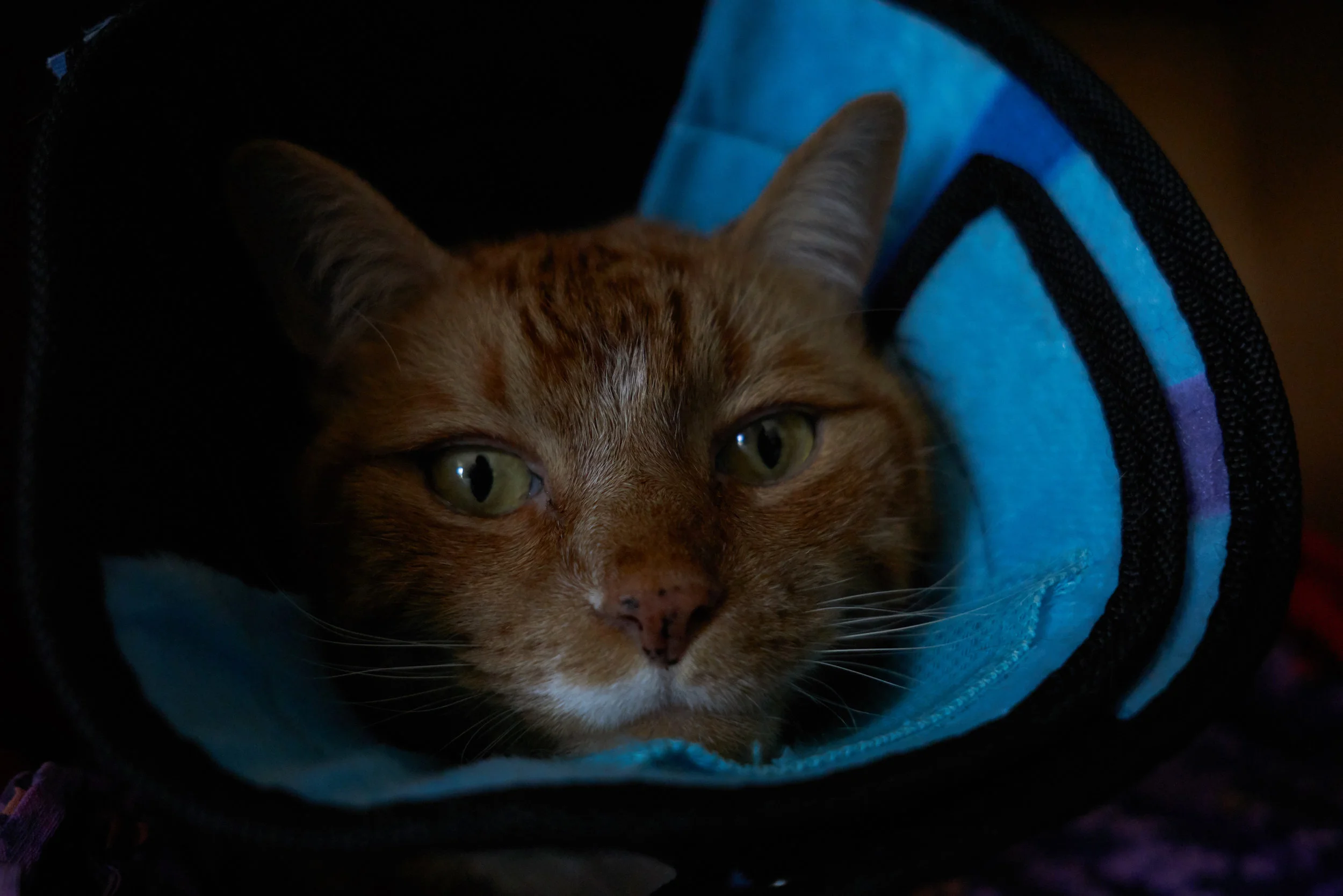 cat_in_a_cone.jpg