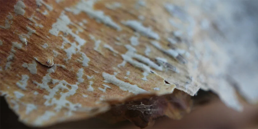  Macro, Nature 