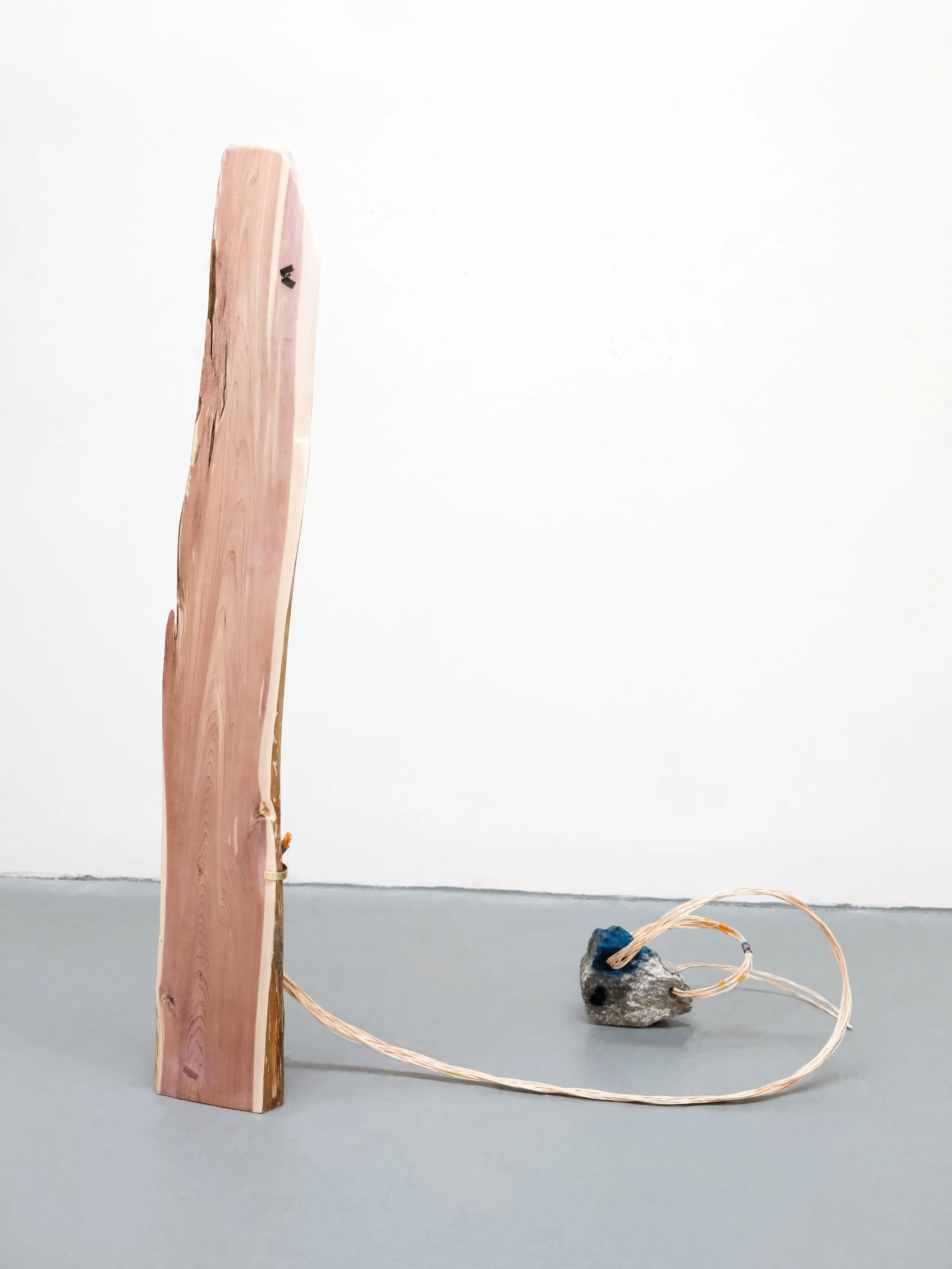 Eastern Red Cedar.jpg