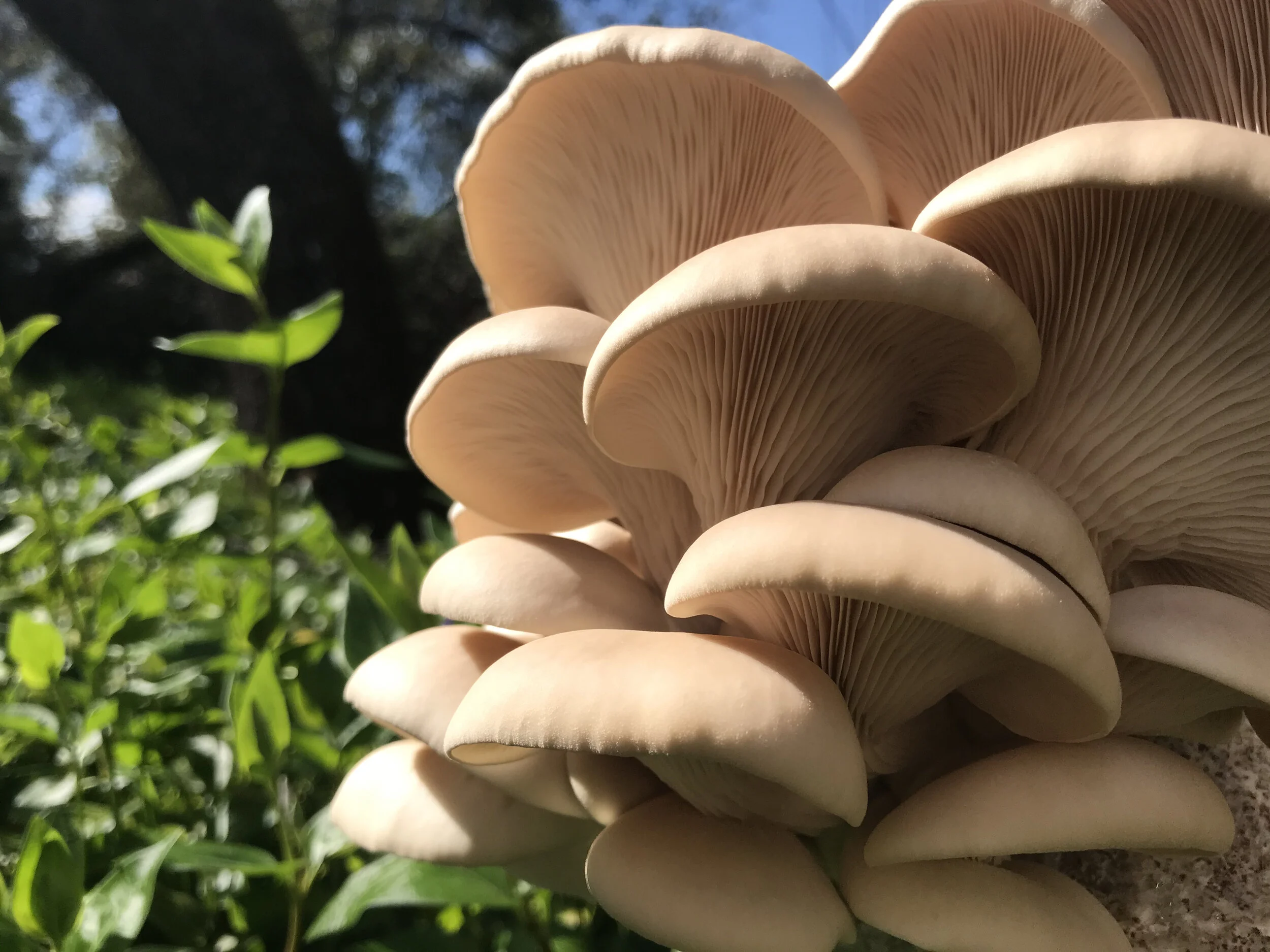 White Oyster Mushroom Block