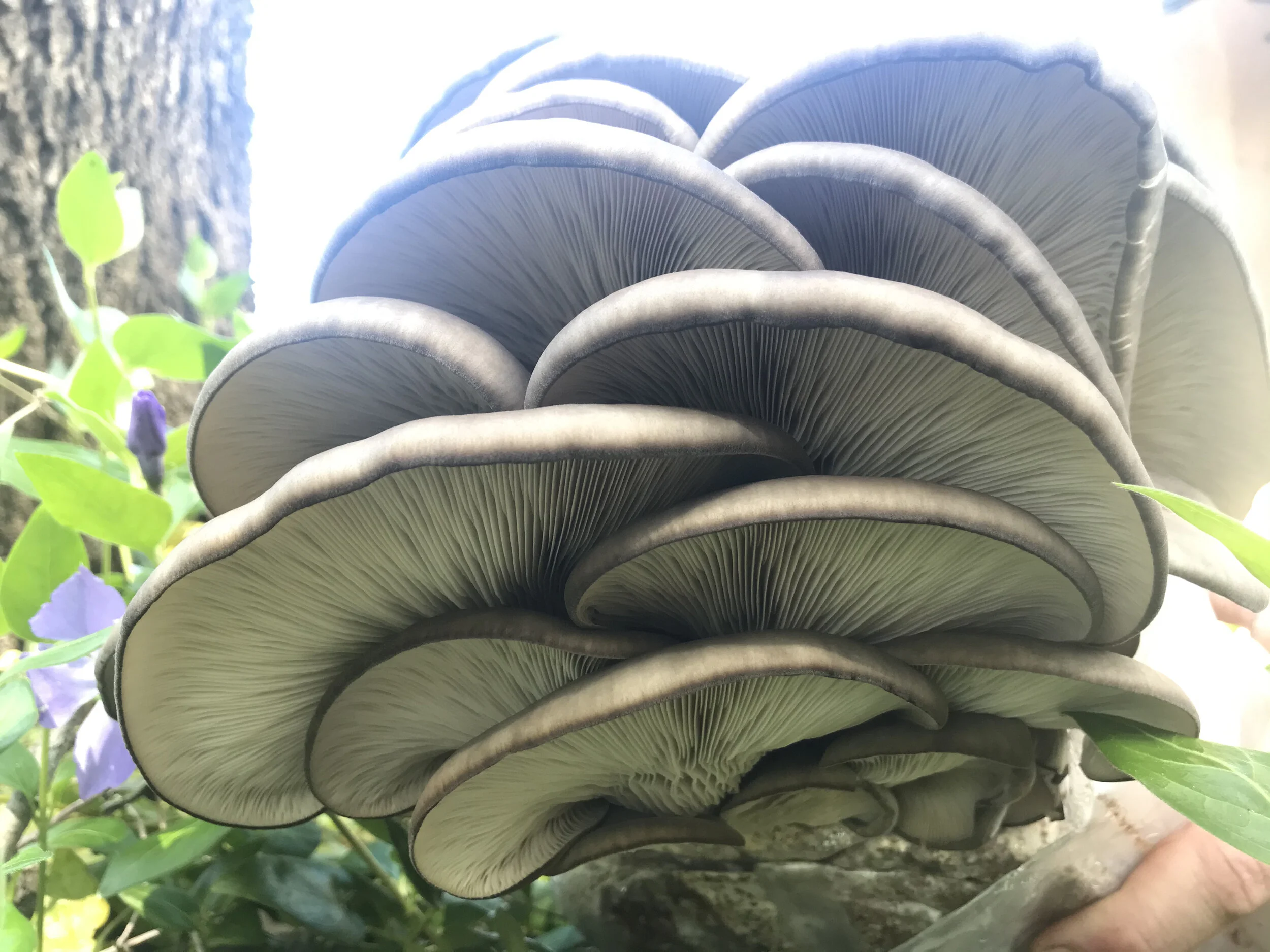 Blue Oyster Mushroom Block