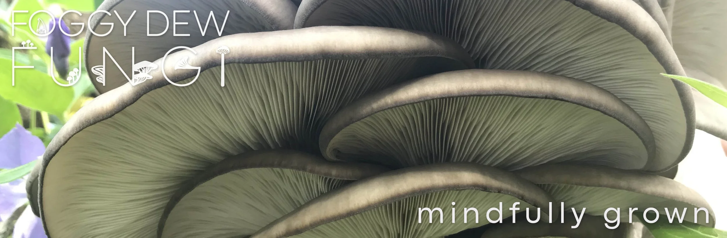 Oyster Banner 6.jpg