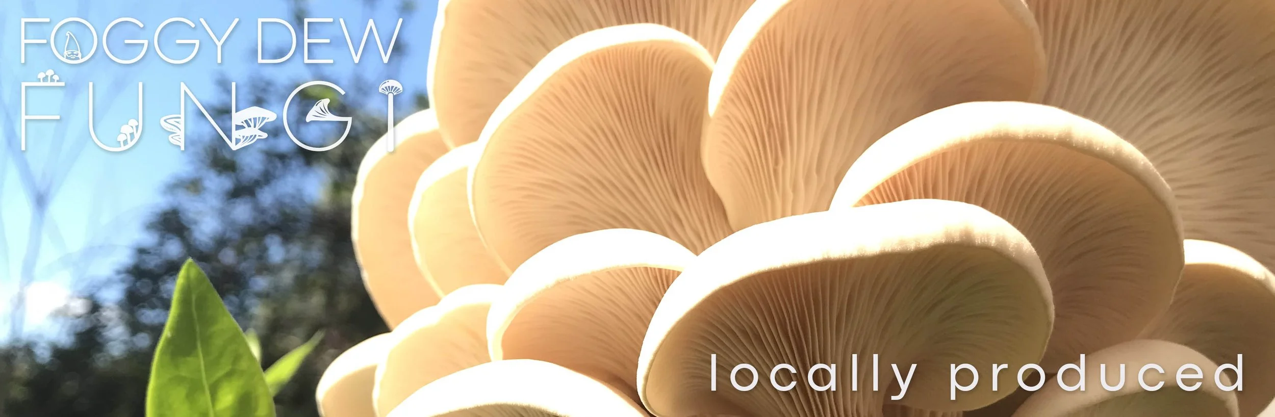 Oyster Banner 7.jpg