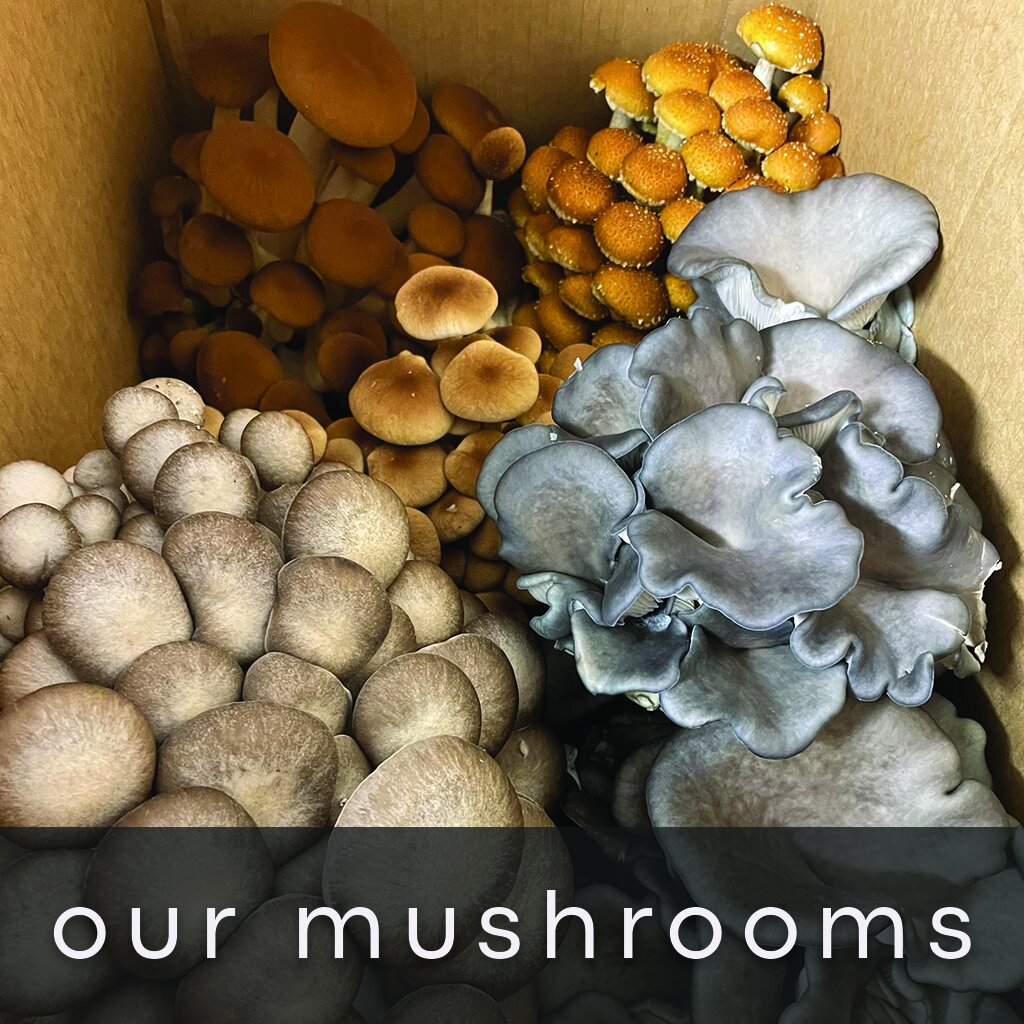 Home Page Square Images Our Mushrooms 6.jpg