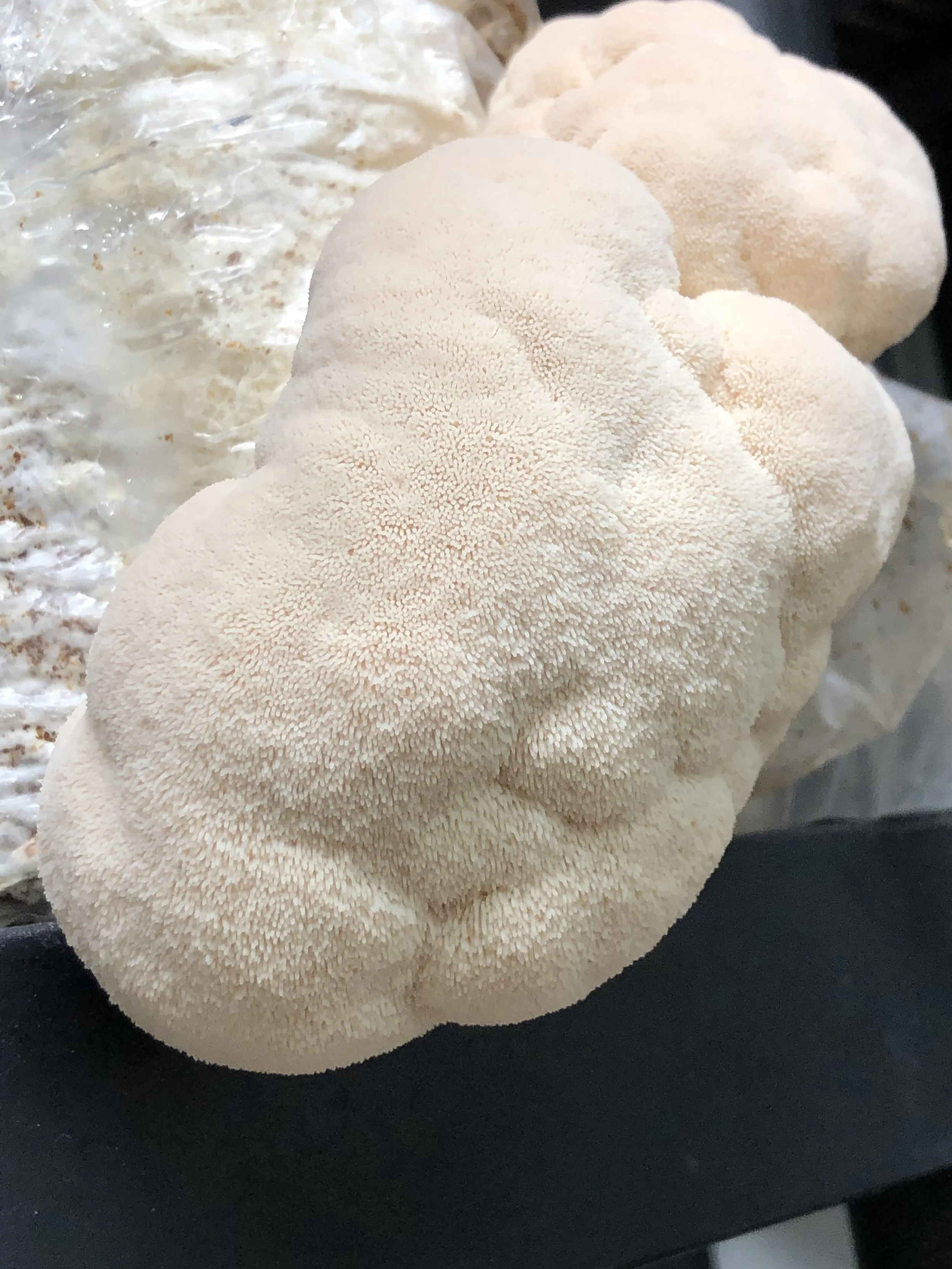 Lions Mane Mushroom Block