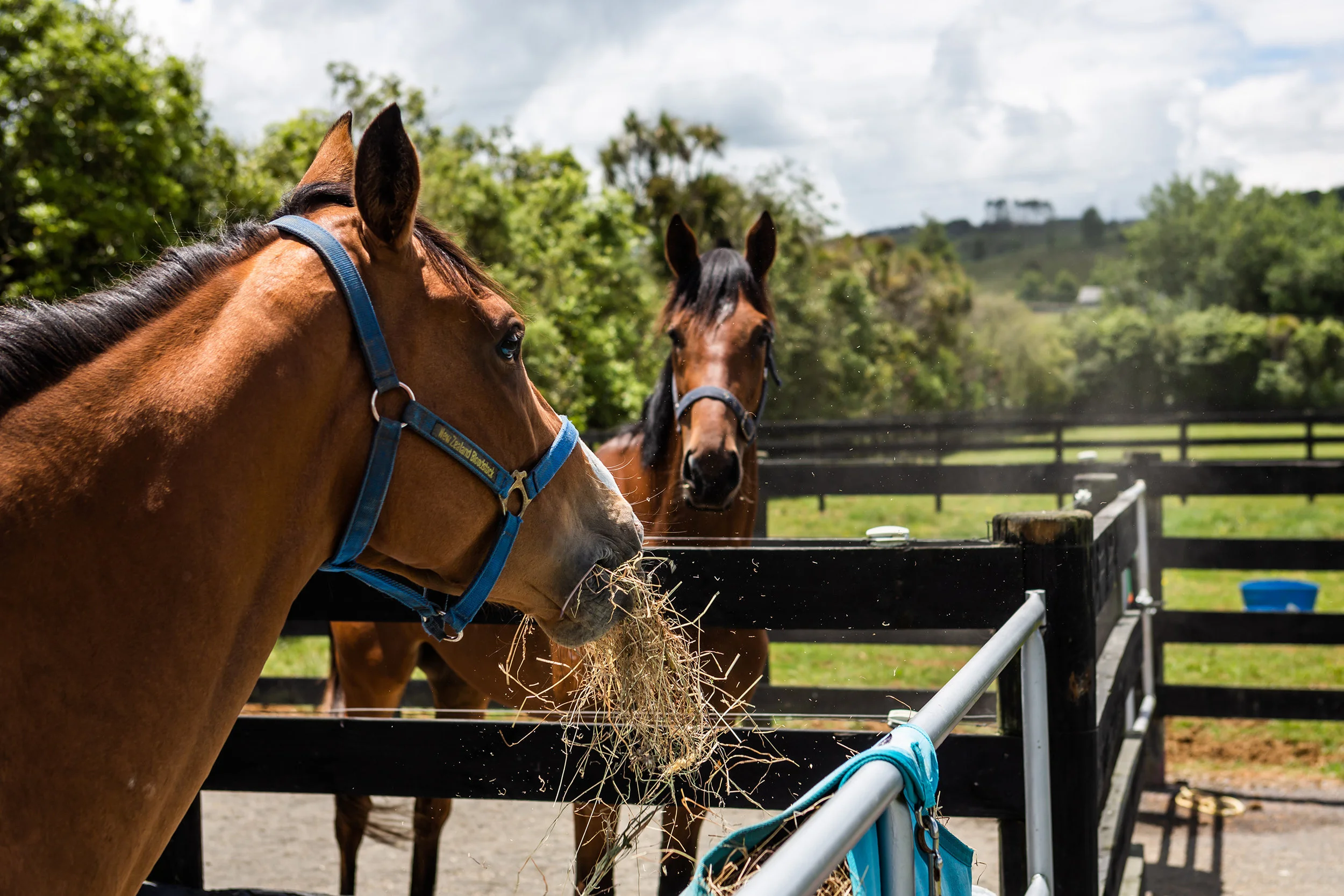 Majestic DEC 2018 _118.jpg