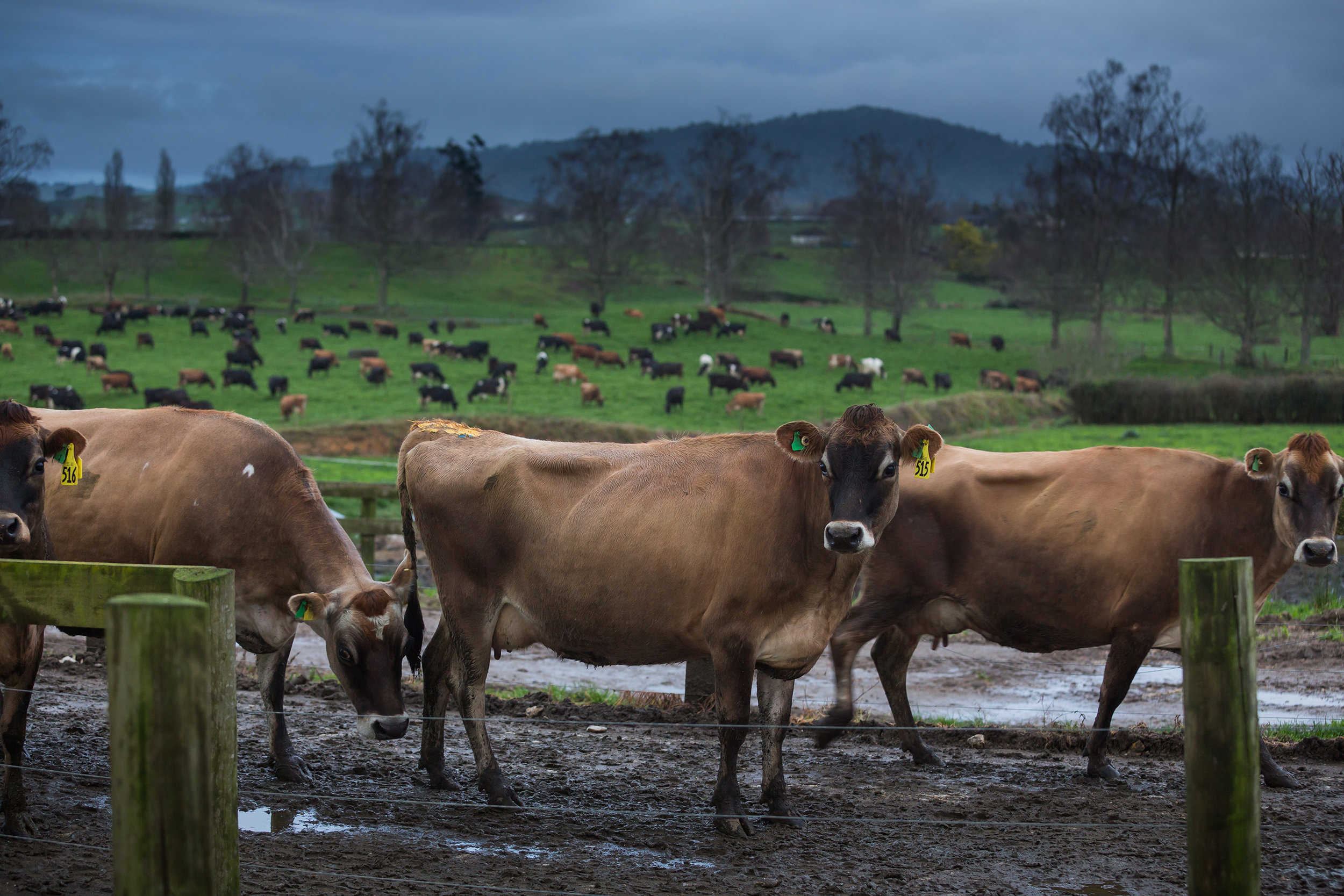 Matamata AUG 2016_046.jpg