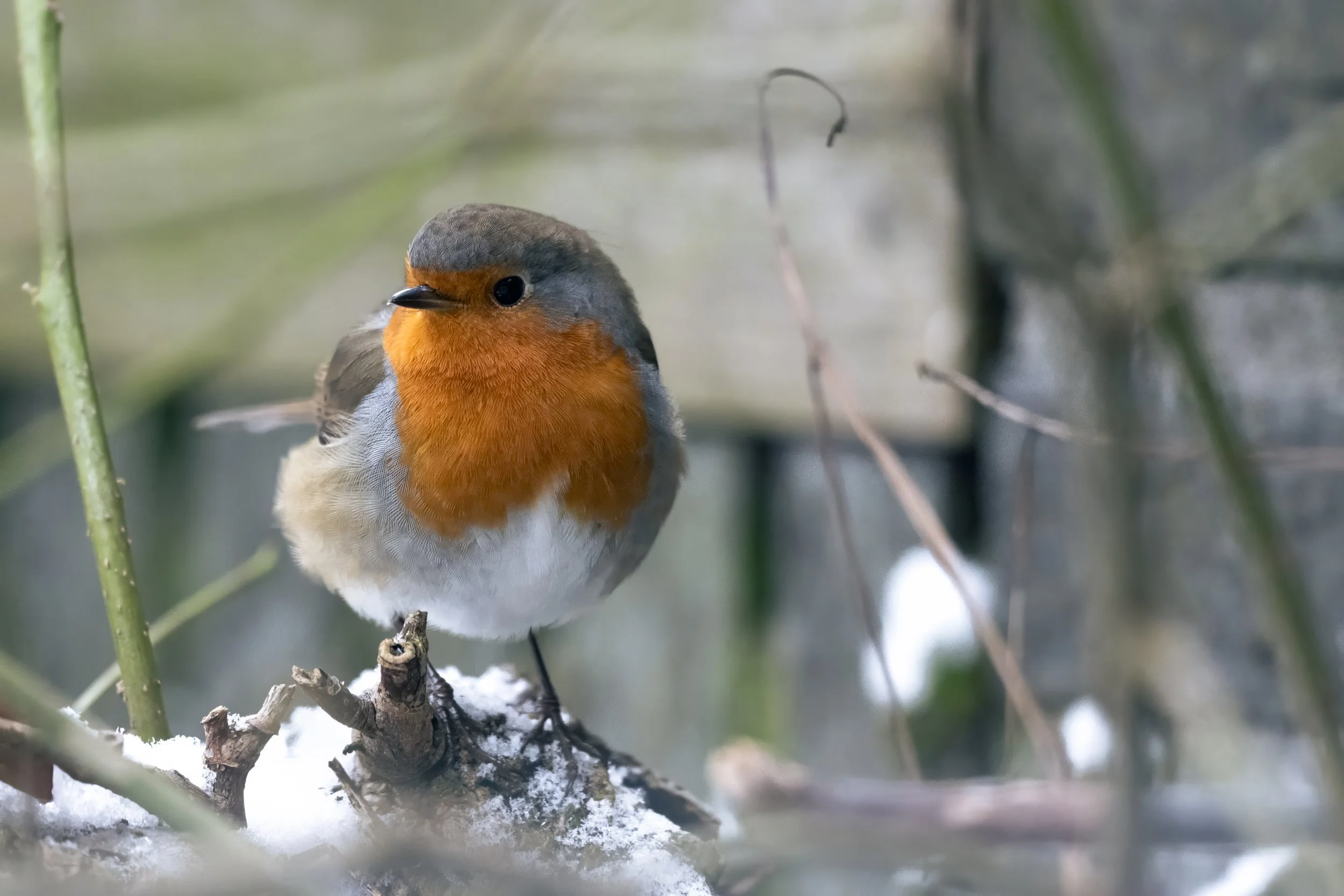 SW_20260110_1138384646-NIKON Z 9-Edit.jpg