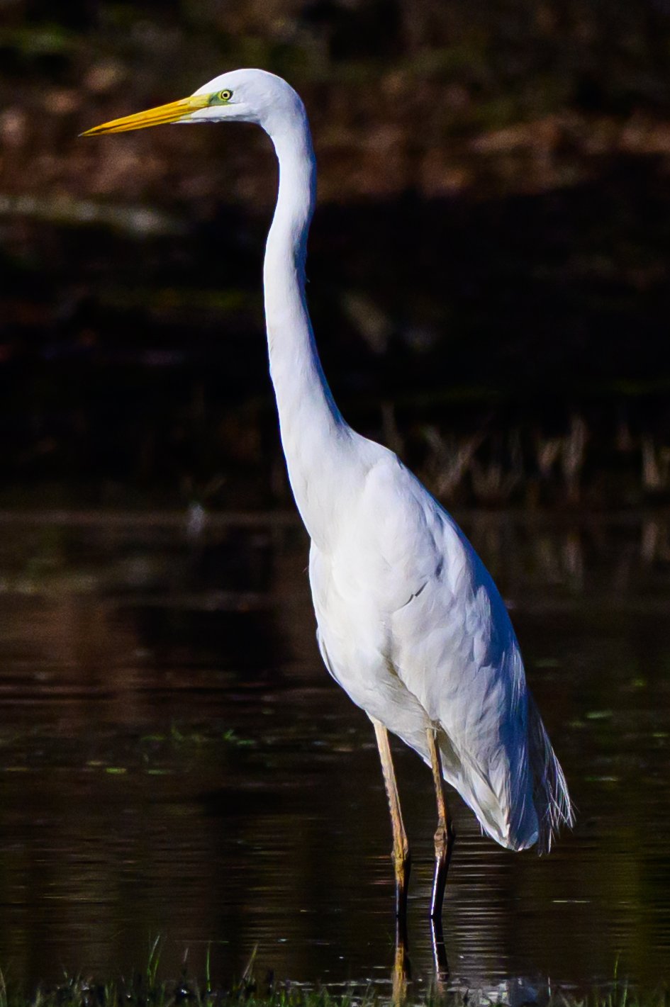 SW_20250305_0188-NIKON Z 9-Edit2.jpg