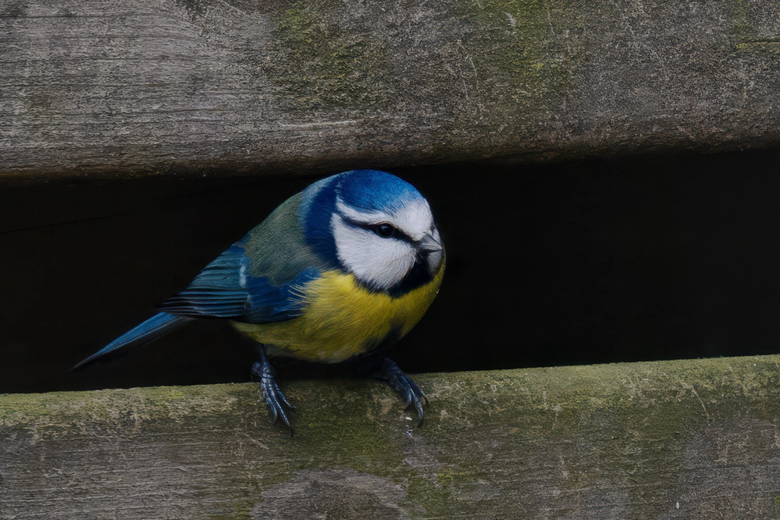 SW_20260202_1332322626-NIKON Z 9-2 Topaz Gigapixel 4x scale.jpg