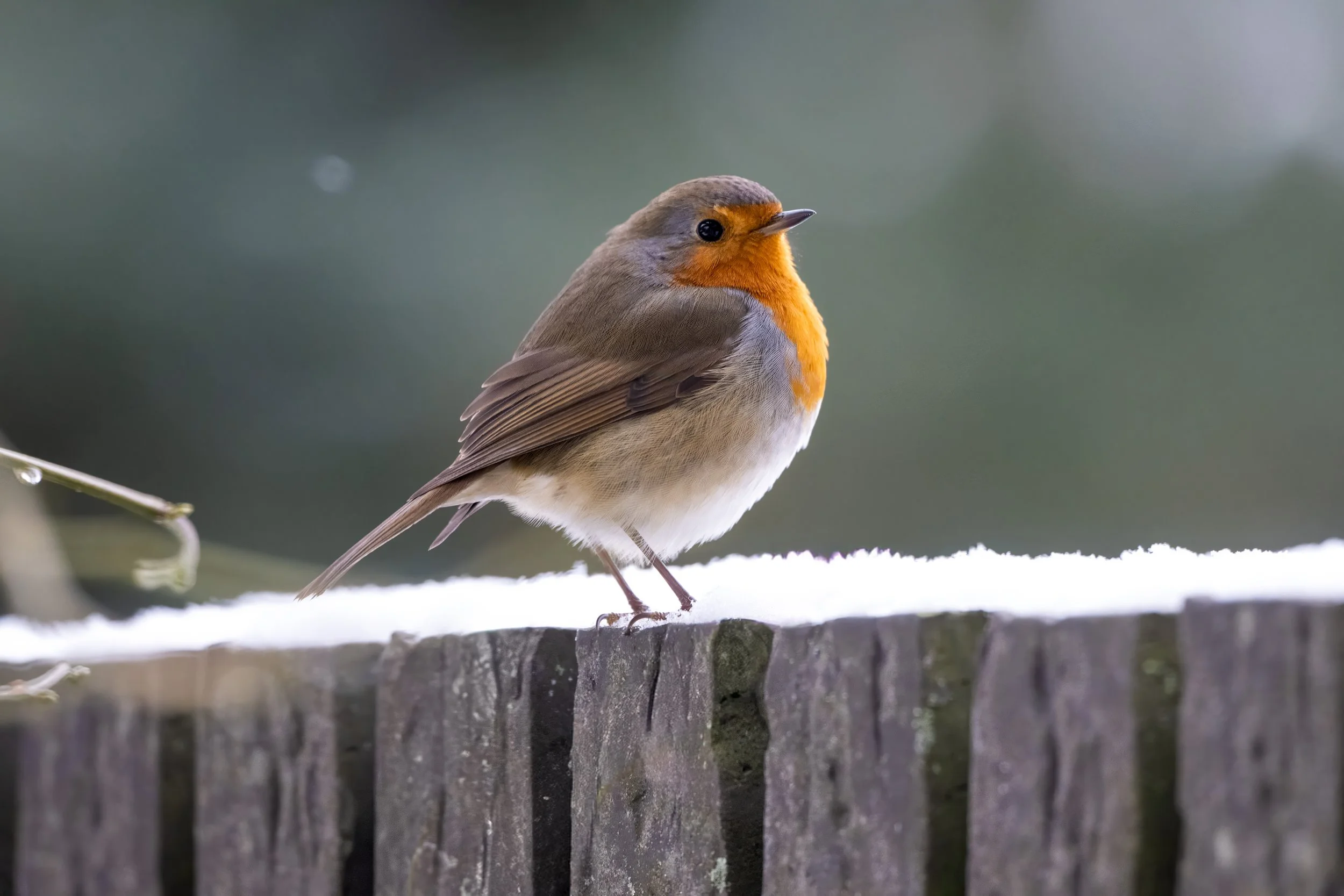 SW_20260110_1139390303-NIKON Z 9-2-Edit.jpg