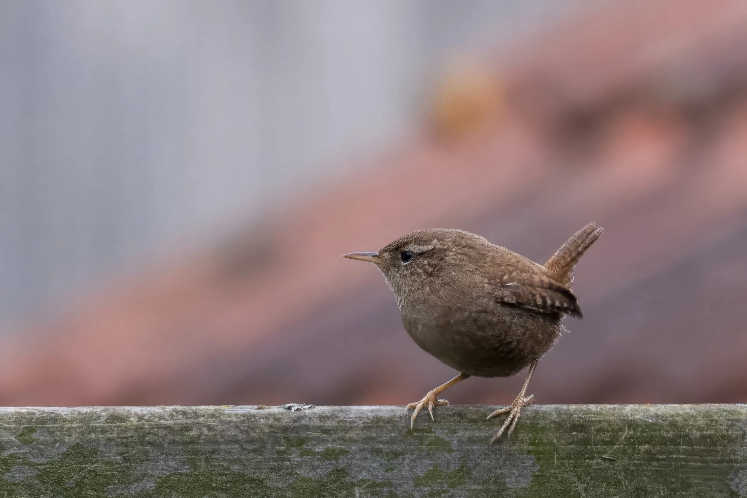 SW_20260202_1405054343-NIKON Z 9 Topaz Gigapixel 4x scale1.jpg