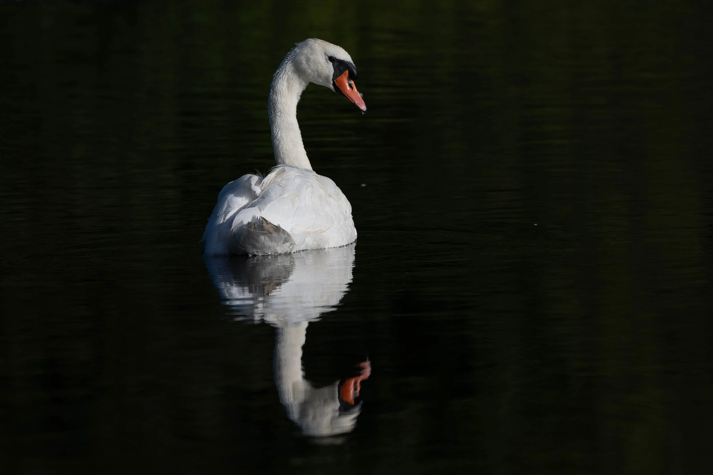 SW_20250824_0082-NIKON Z 9-Edit-ApplePhotos-2.jpg