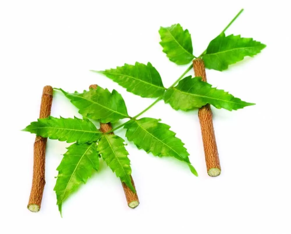 Ayush Herbs NEEM PLUS™ SIBO Treatment Australia — Holistic Lifestyler