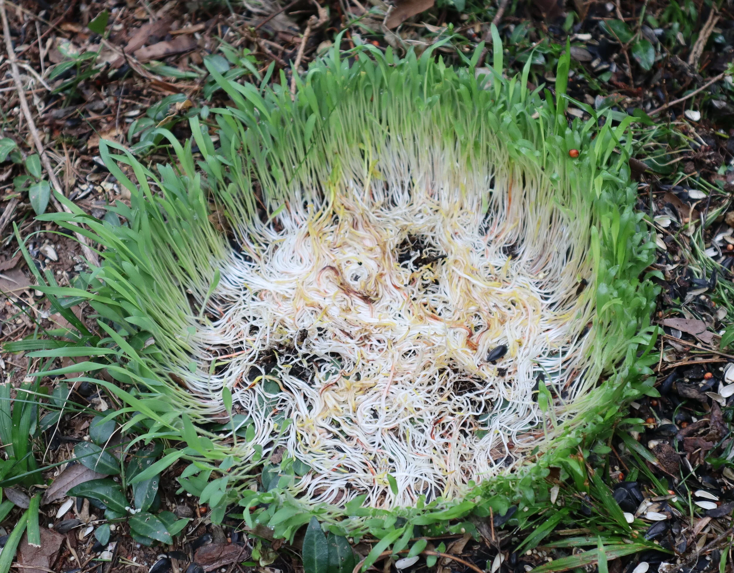 Welcome to Fibernacci Press