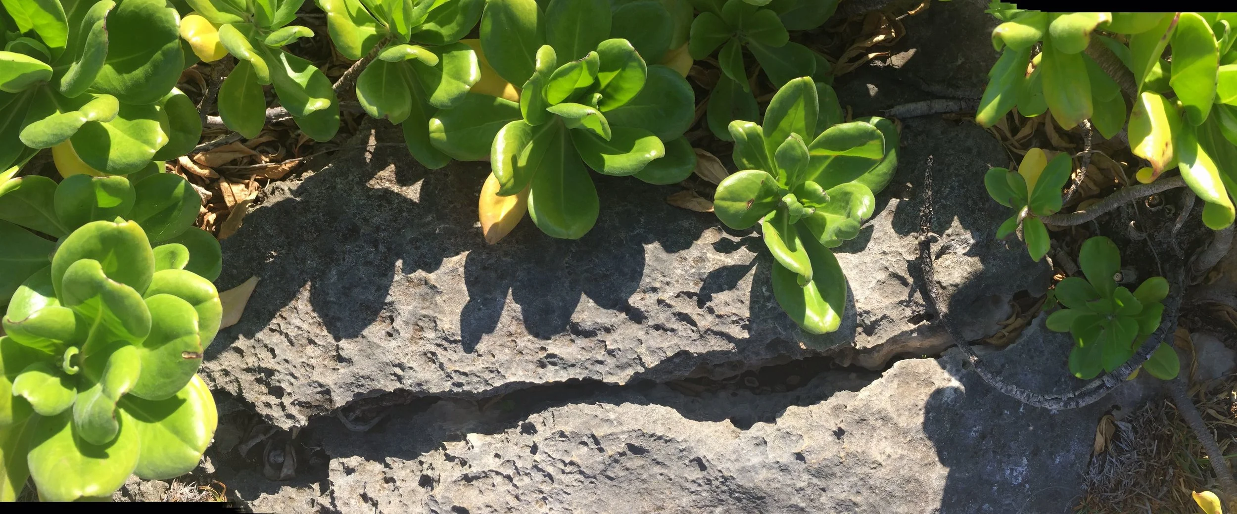 Green Plant on Rock.jpg