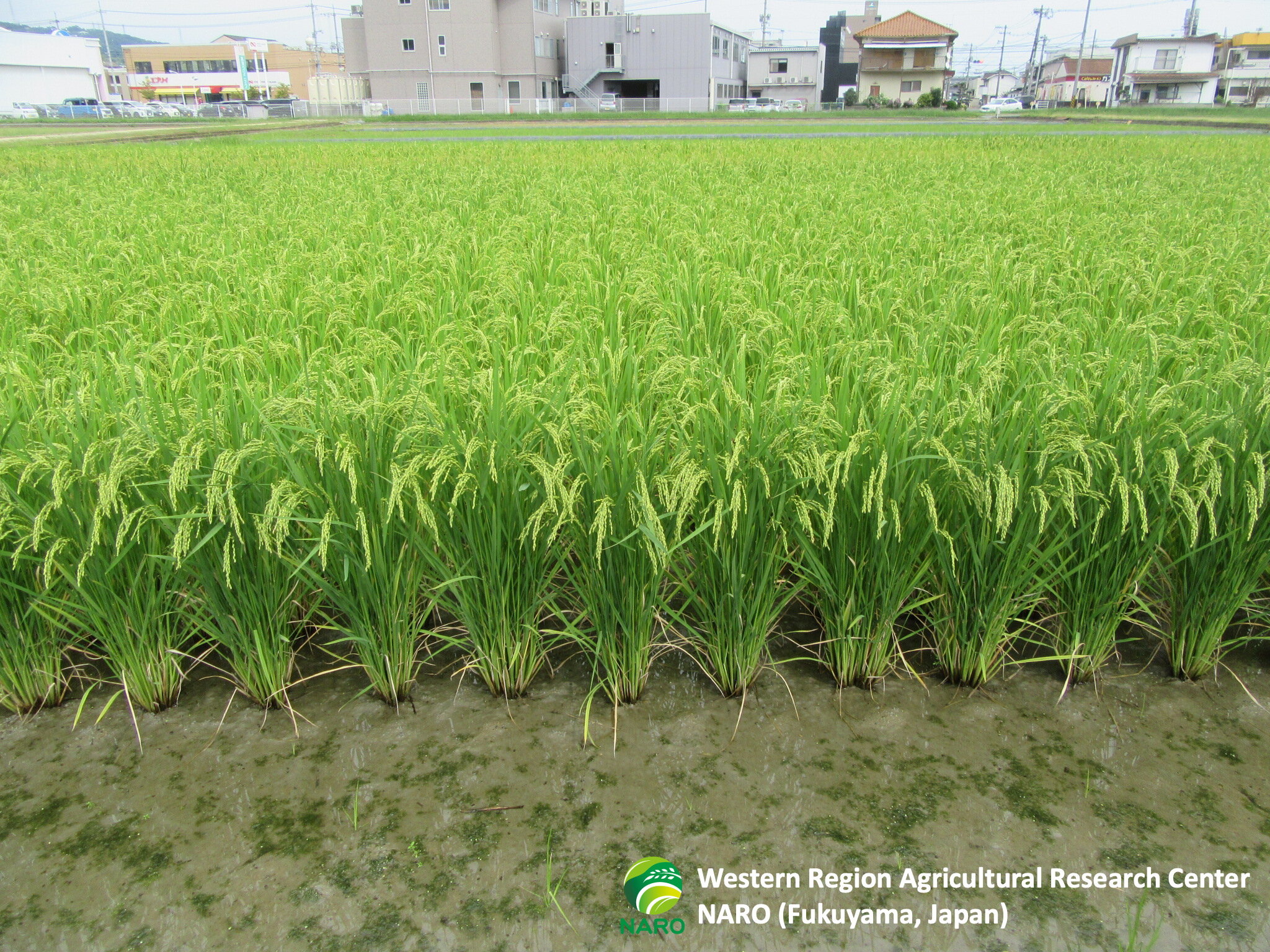 JAPAN (SEPT / South) “Rice in the field in Fukuyama. Harvest of rice will be next month and then we will sow wheat seeds at the end of November.”